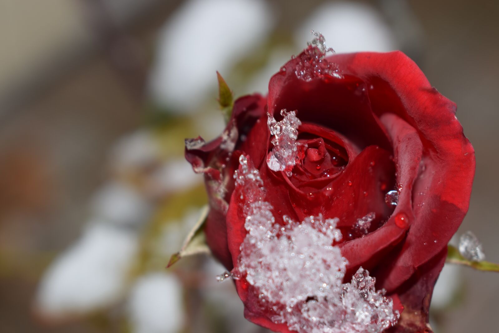 Nikon D5300 sample photo. Rose, flower, red photography