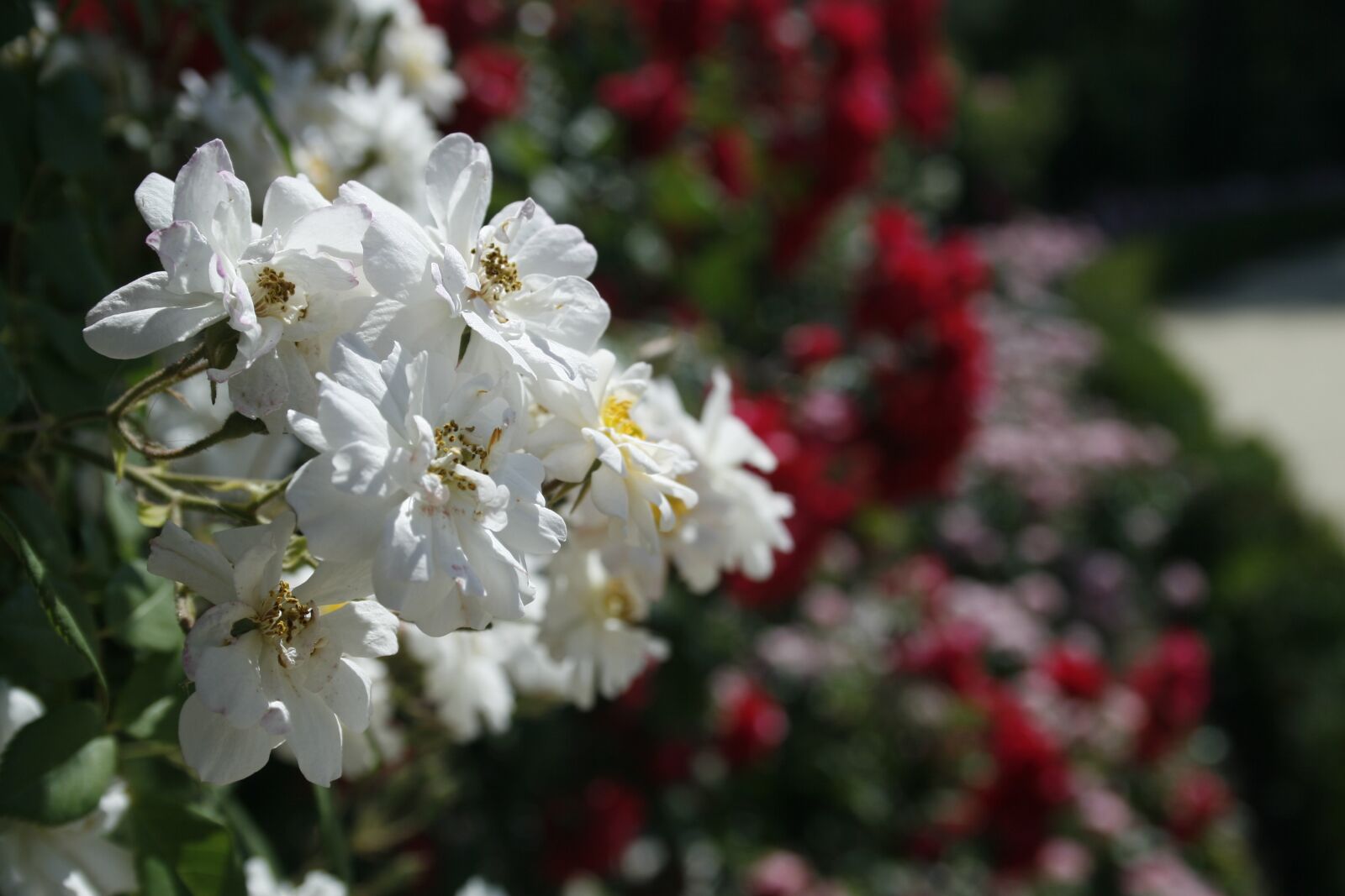 Canon EOS 30D sample photo. Spring, flowers, floral photography