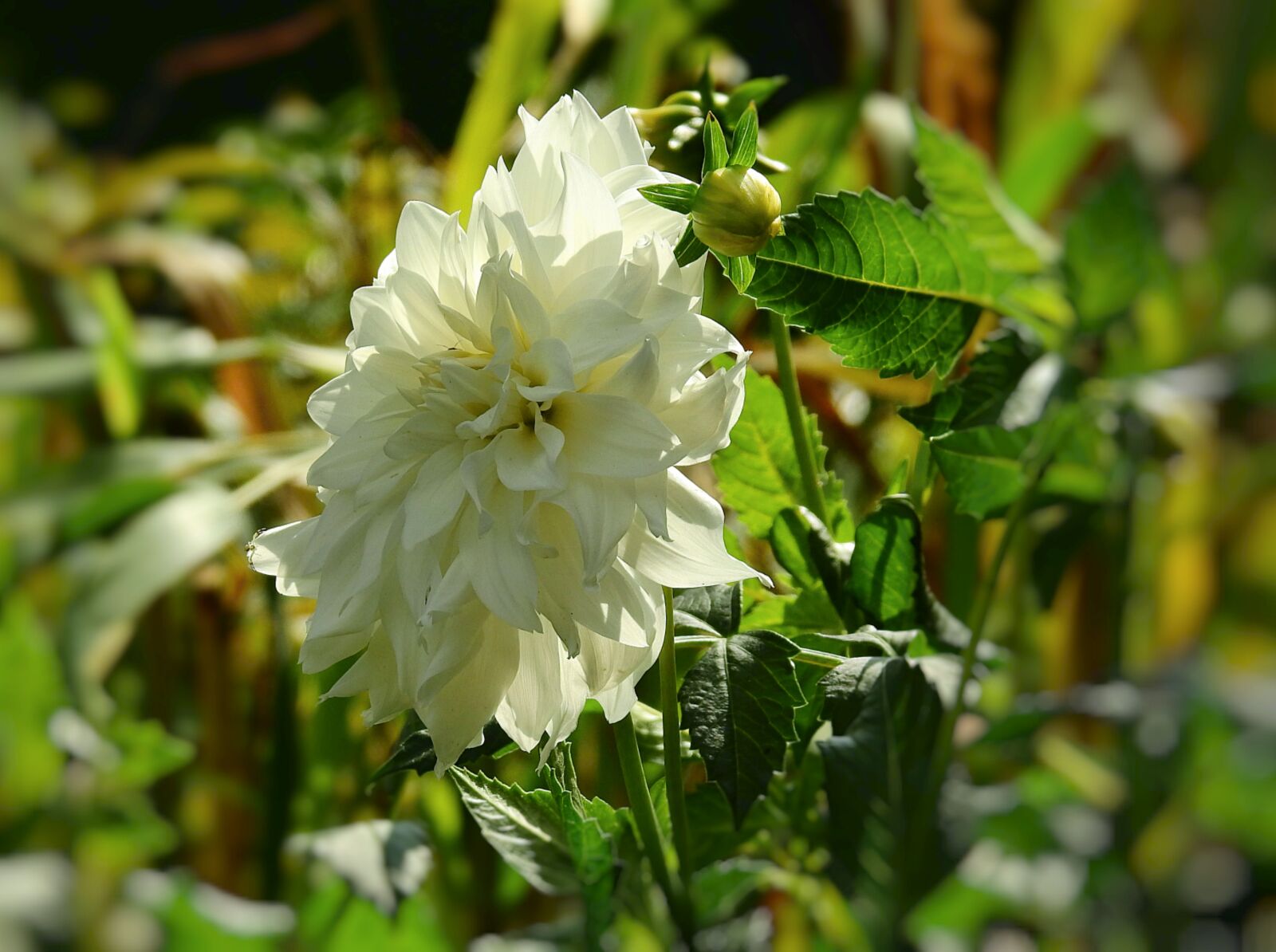 Nikon Coolpix P900 sample photo. Garden, flower, white photography