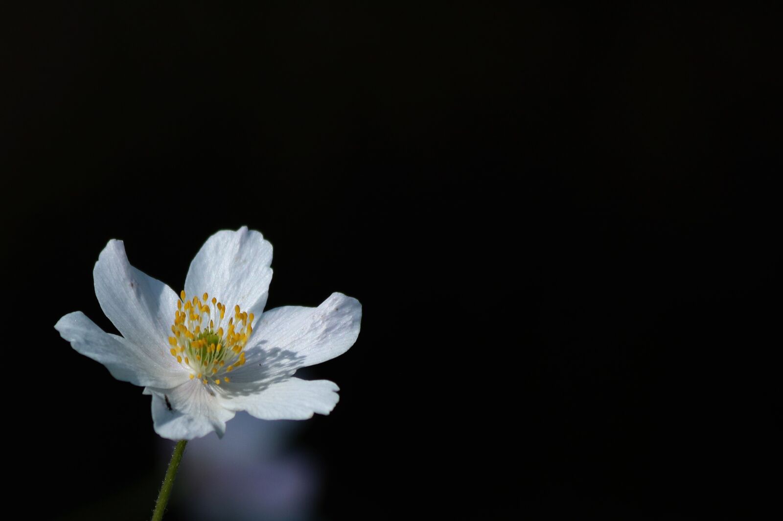 Canon EOS 750D (EOS Rebel T6i / EOS Kiss X8i) sample photo. Anemone, flower, plant photography
