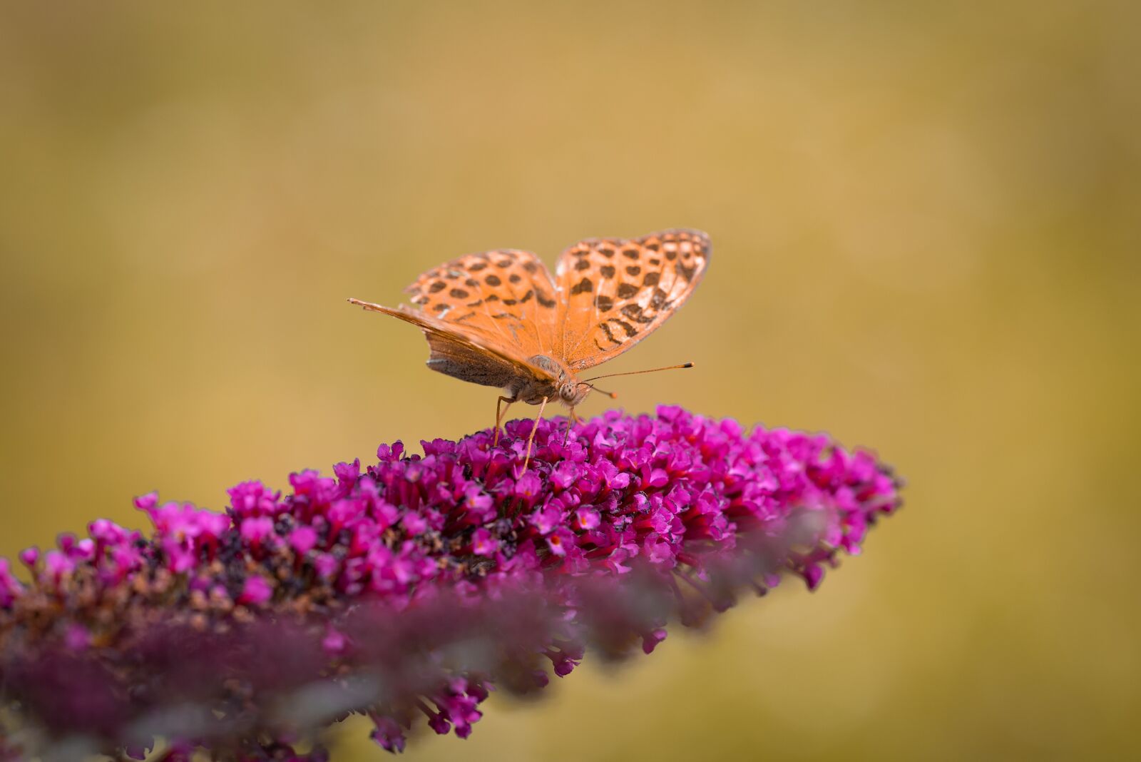 Nikon D750 sample photo. Butterfly, lilac, summer lilac photography