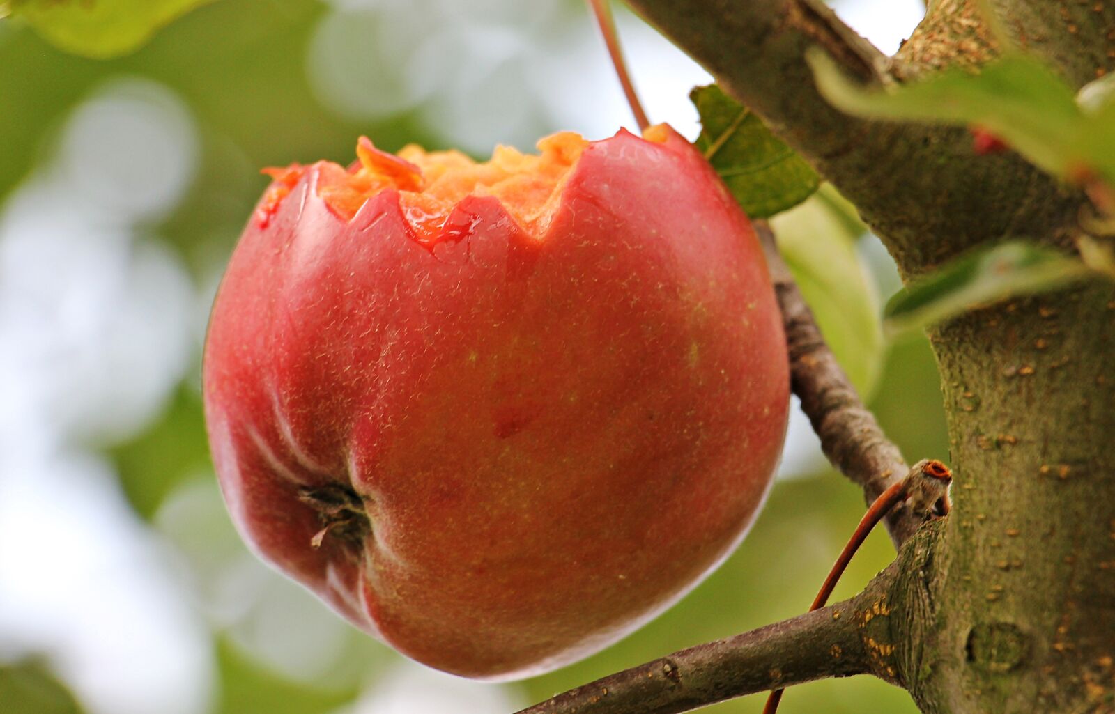 Canon EOS 550D (EOS Rebel T2i / EOS Kiss X4) sample photo. Apple, apple tree, kernobstgewaechs photography