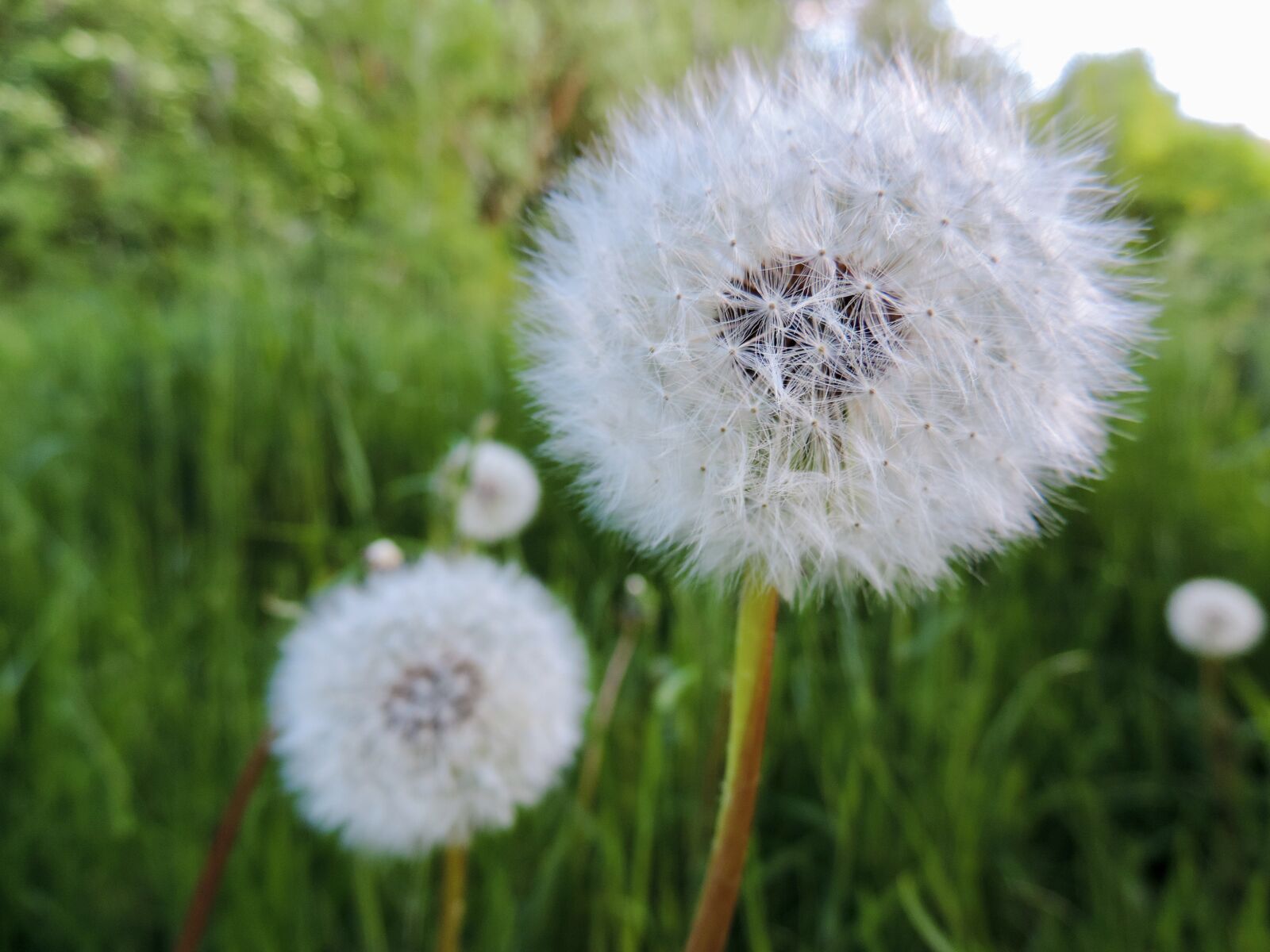 Nikon Coolpix P520 sample photo. Dandelion, flying seeds, spring photography