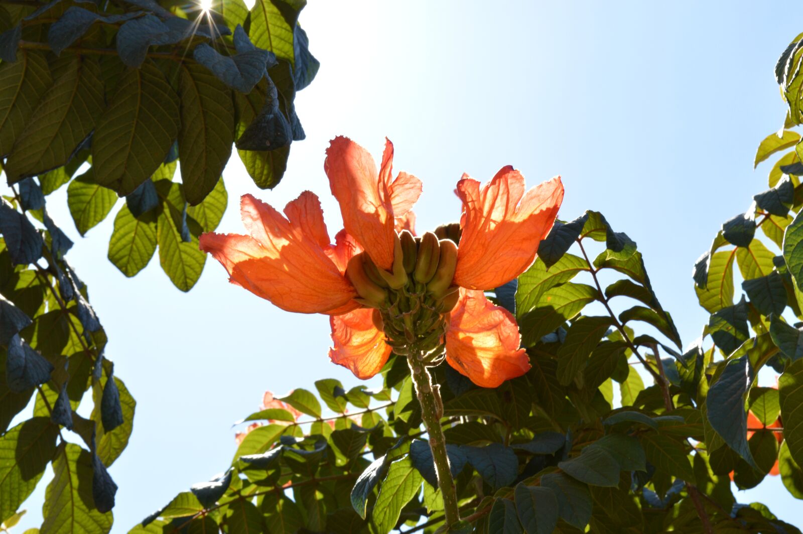 Nikon D3200 sample photo. Flower, flying, sol photography