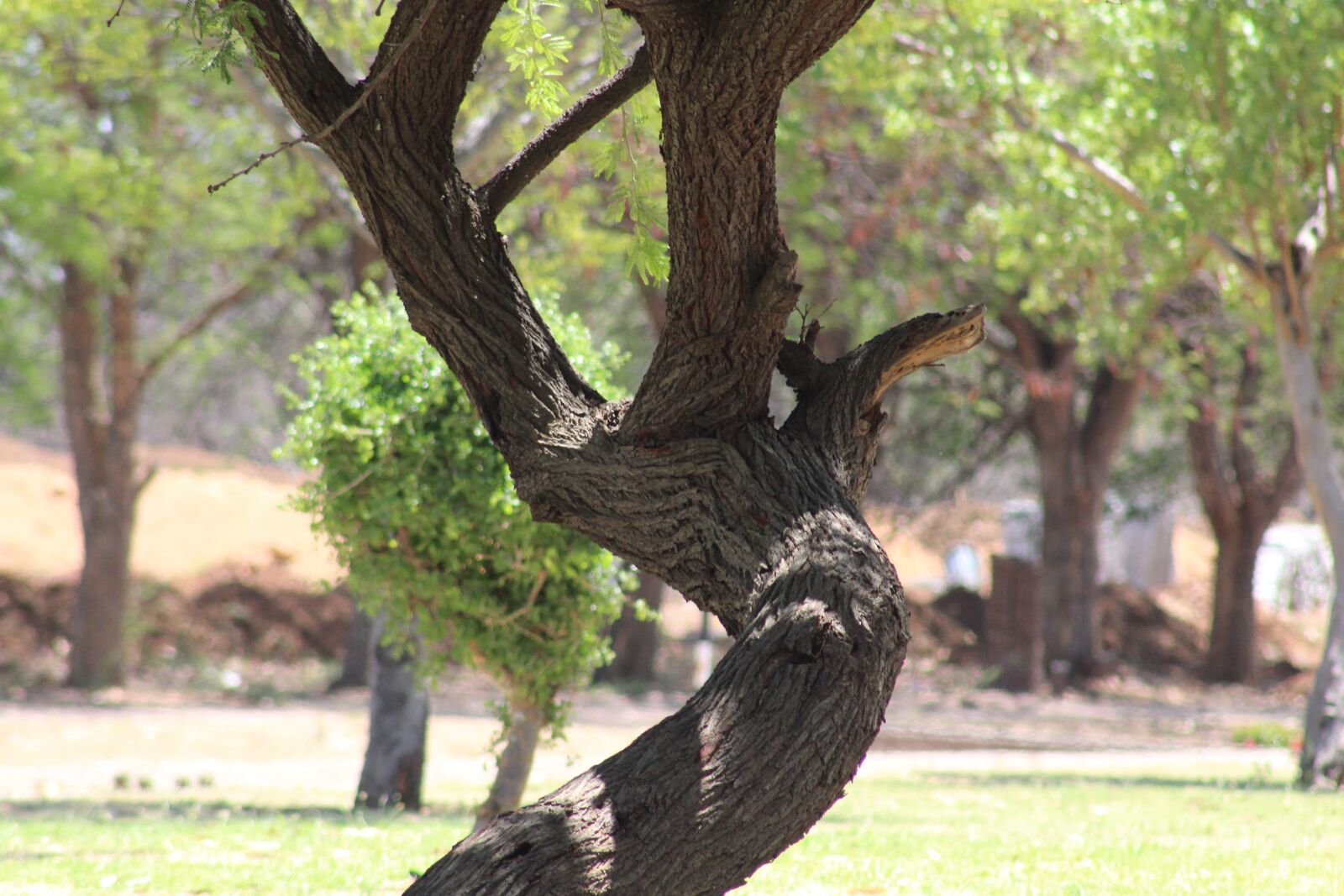 Canon EF75-300mm f/4-5.6 sample photo. Tree, nature, landscape photography