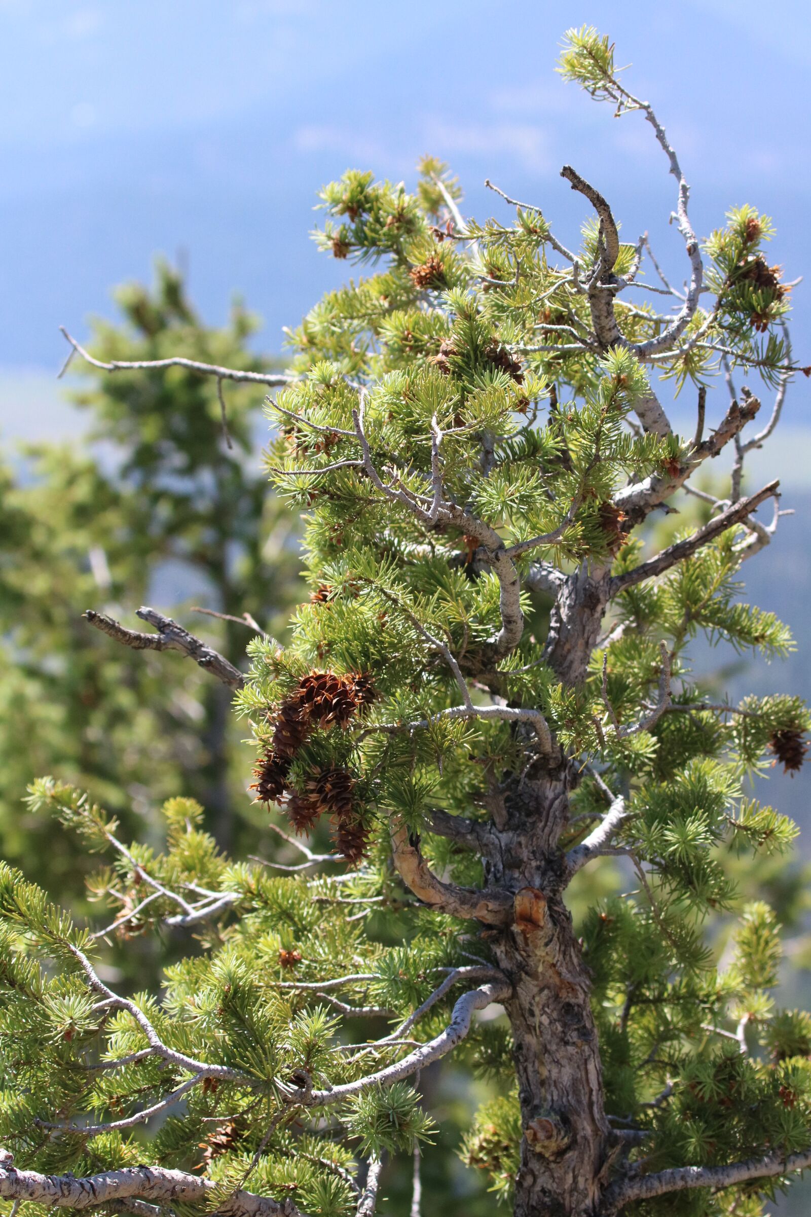 Canon EF 100-400mm F4.5-5.6L IS USM sample photo. Tree, nature, forest photography