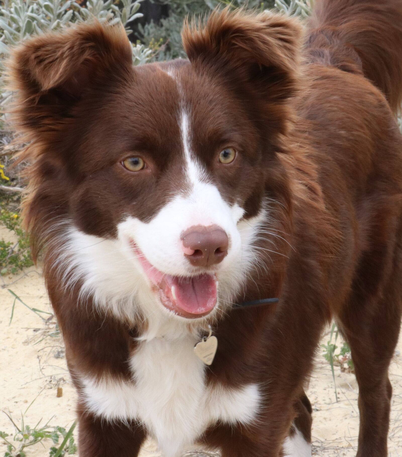 Canon EOS 80D sample photo. Dog, collie, pet photography