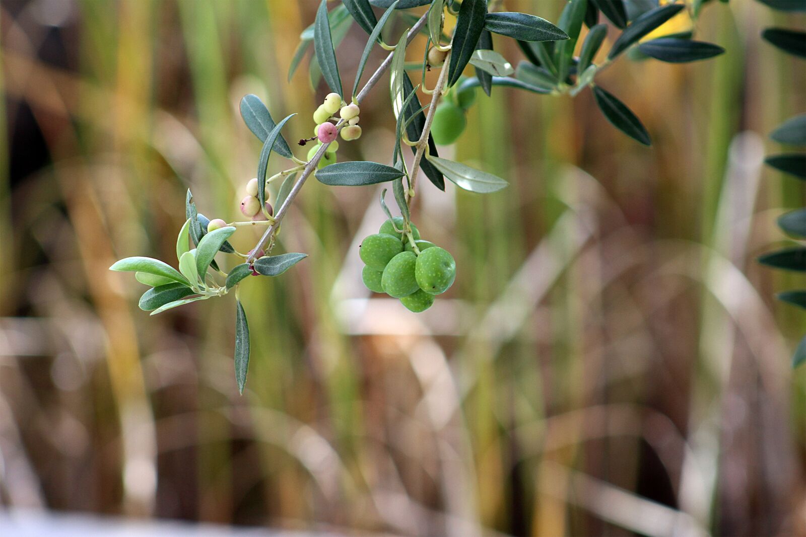 Canon EOS 700D (EOS Rebel T5i / EOS Kiss X7i) + Canon EF 75-300mm f/4-5.6 USM sample photo. Olives, olive tree, olive photography