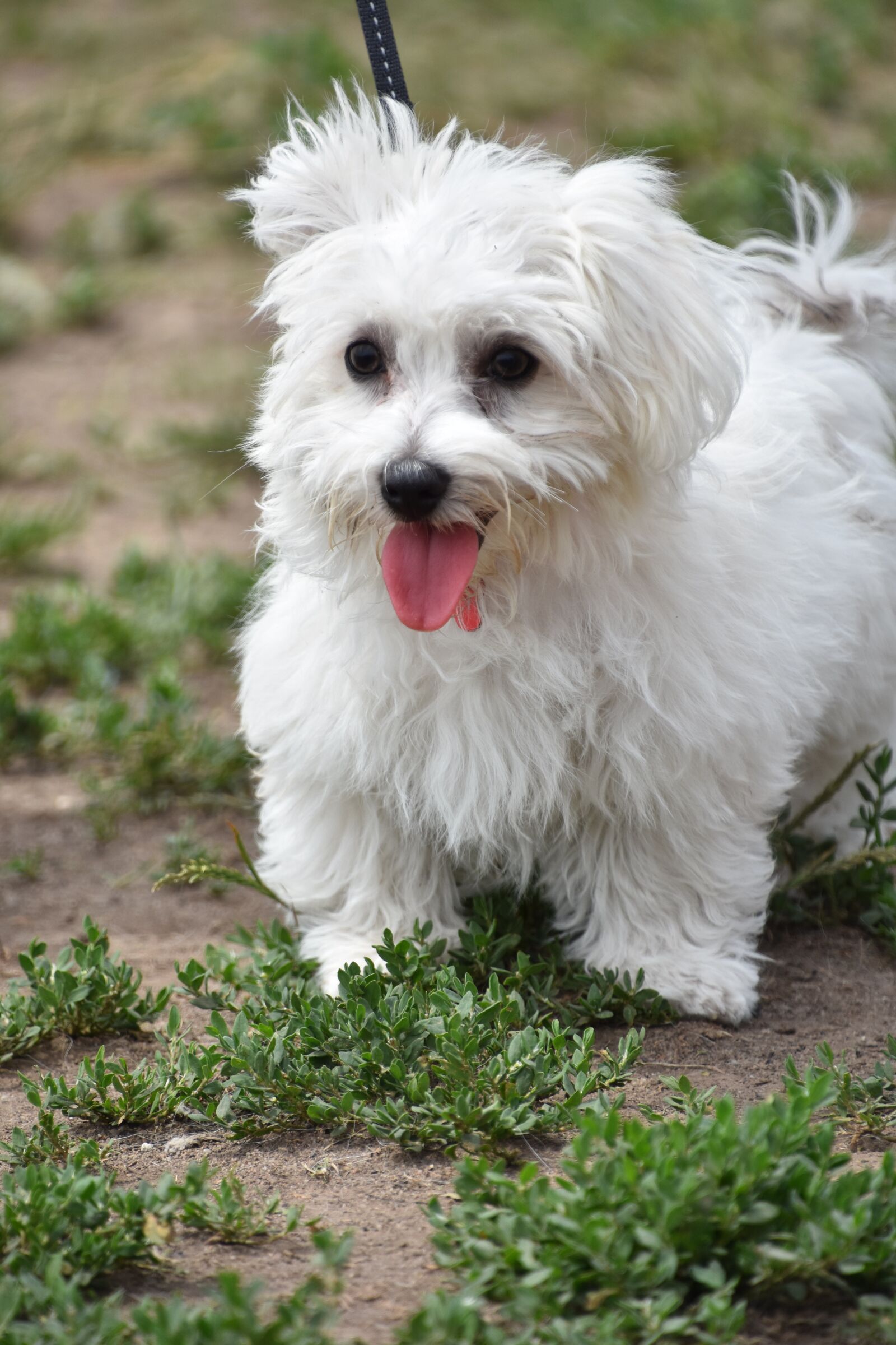 Nikon D7200 sample photo. Dog, puppy, pet photography