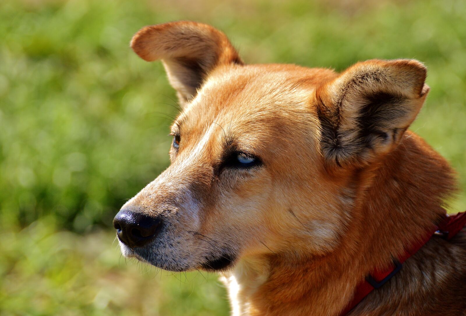 Nikon D3200 sample photo. Dog, animal, different eye photography