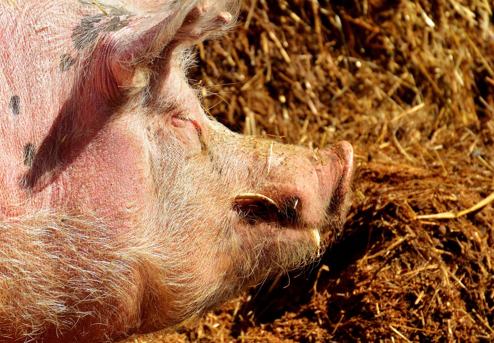 Nikon D3200 sample photo. Pig, farm animal, cozy photography