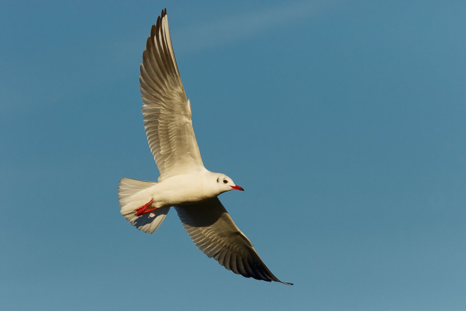 Canon EOS 7D Mark II sample photo. Birds, ali, flight photography