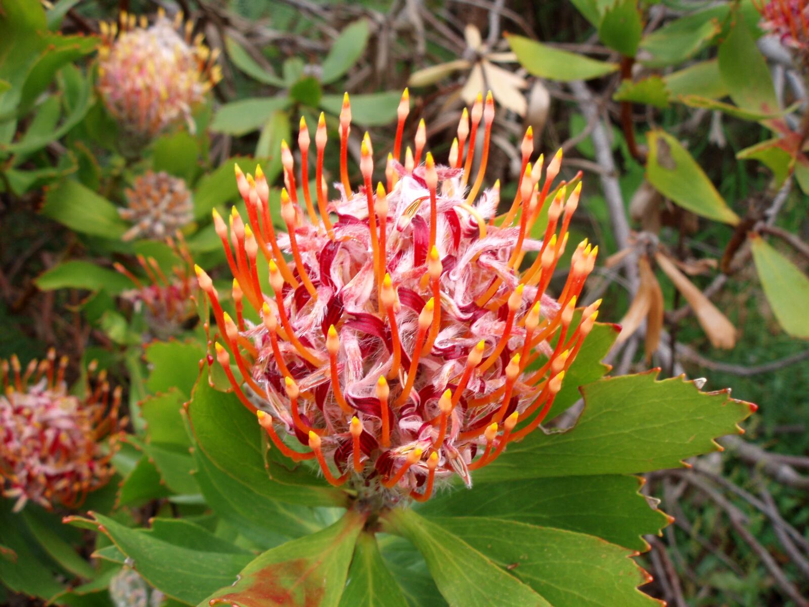 Olympus u700,S700 sample photo. Protea, suikerbos, bloem photography