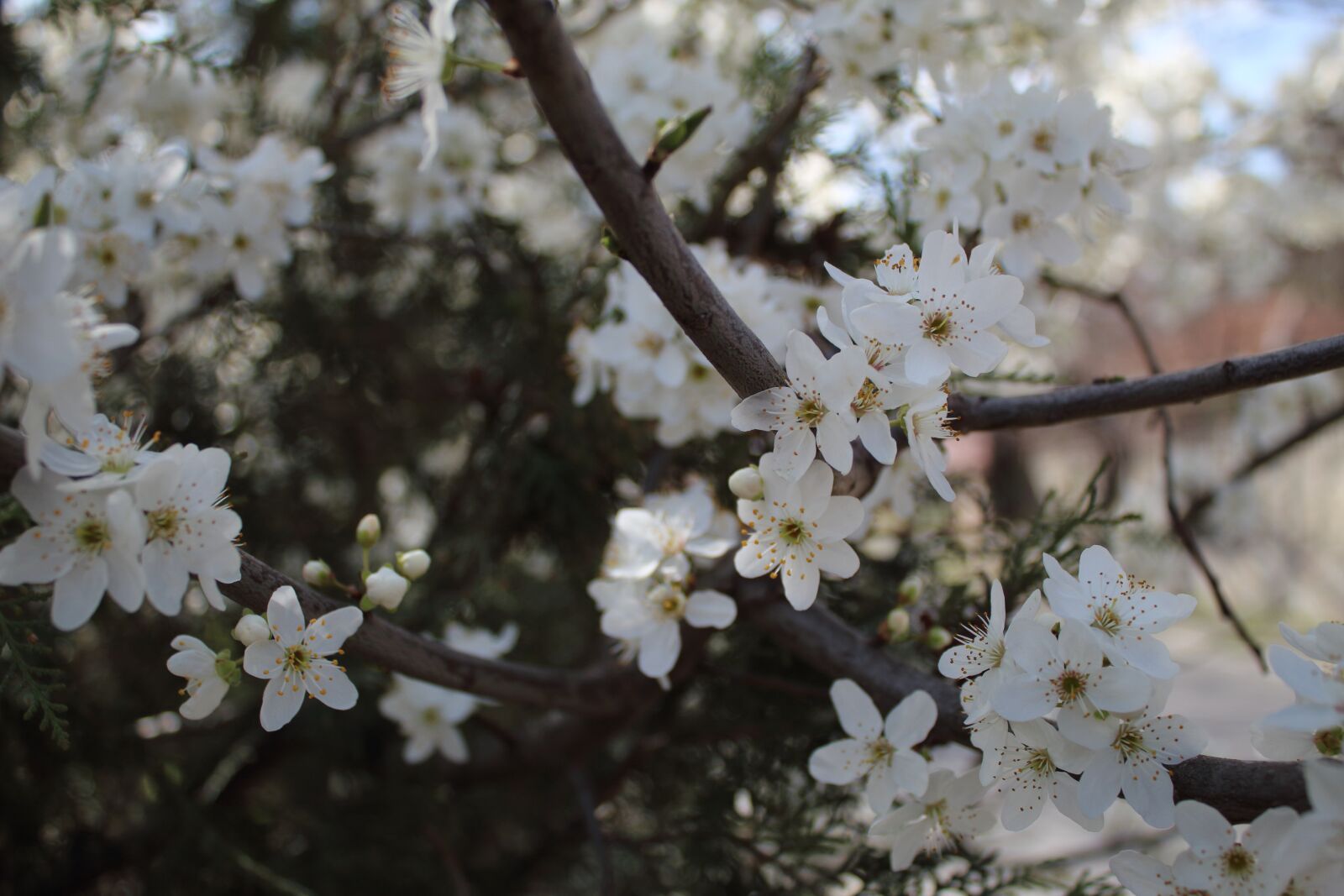 Canon EOS 1300D (EOS Rebel T6 / EOS Kiss X80) sample photo. Flower, plum, bloom photography