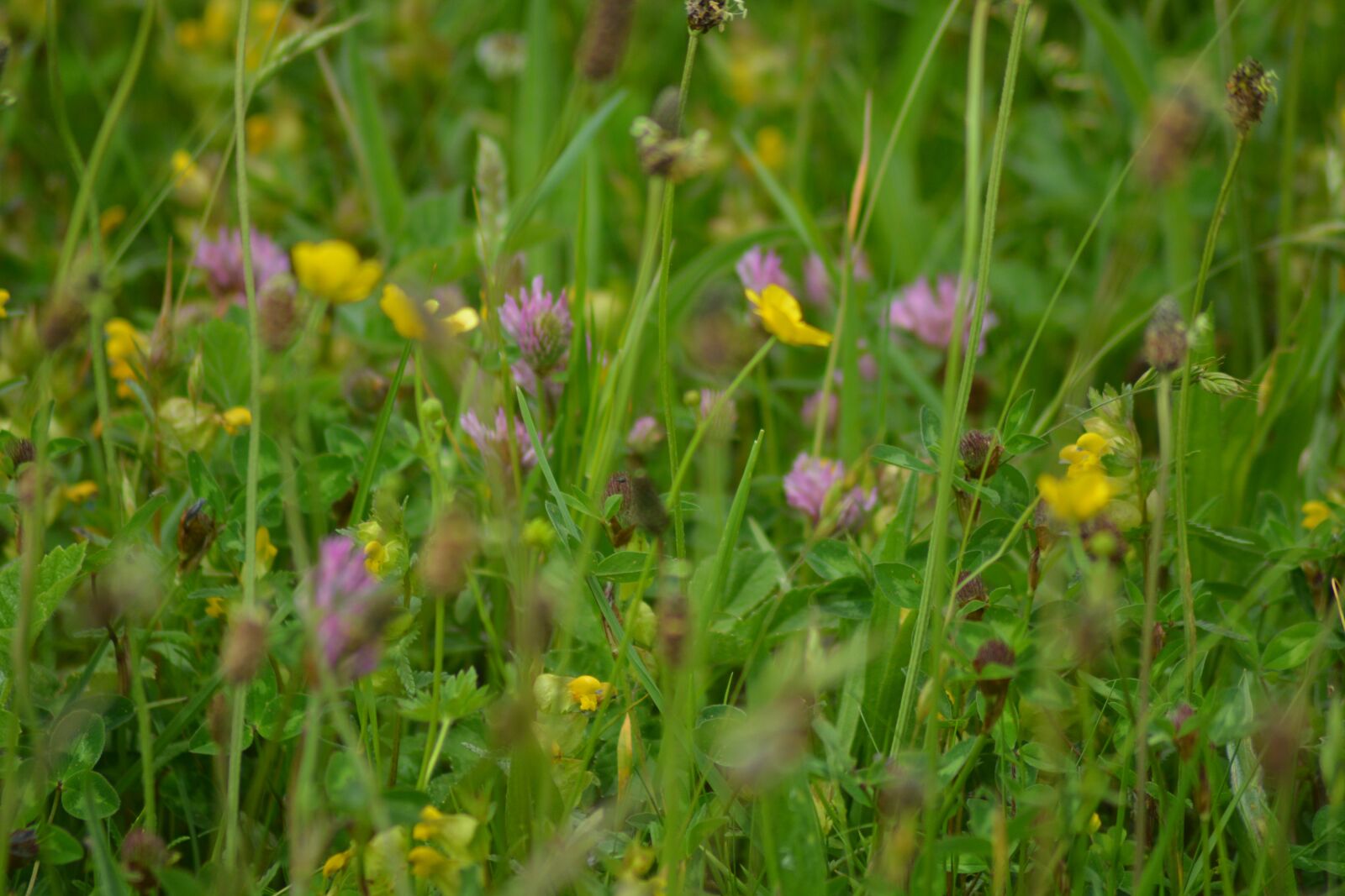 Nikon D5200 sample photo. Flowers, yellow, pink photography