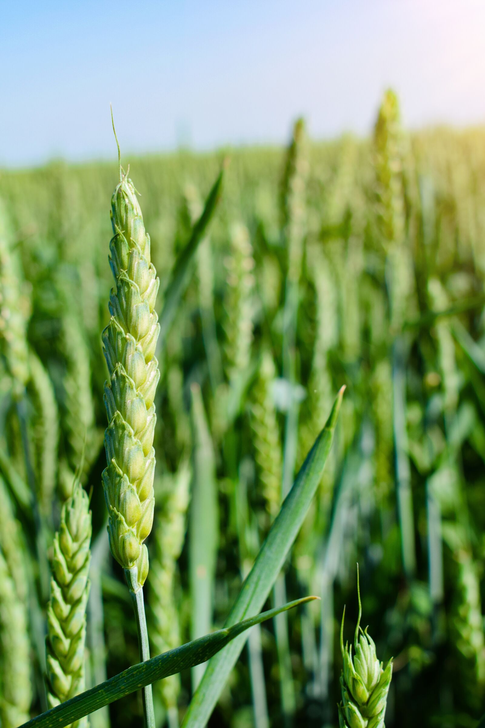 Nikon D3300 sample photo. Barley, close up, farm photography