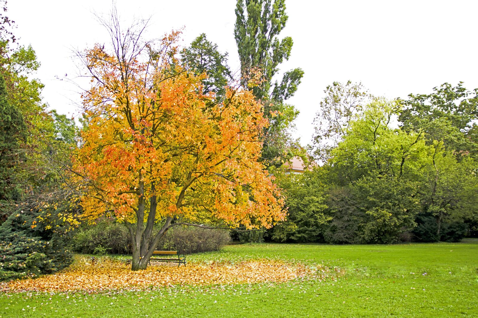Canon EOS 1000D (EOS Digital Rebel XS / EOS Kiss F) sample photo. Autumn, color, yellow photography