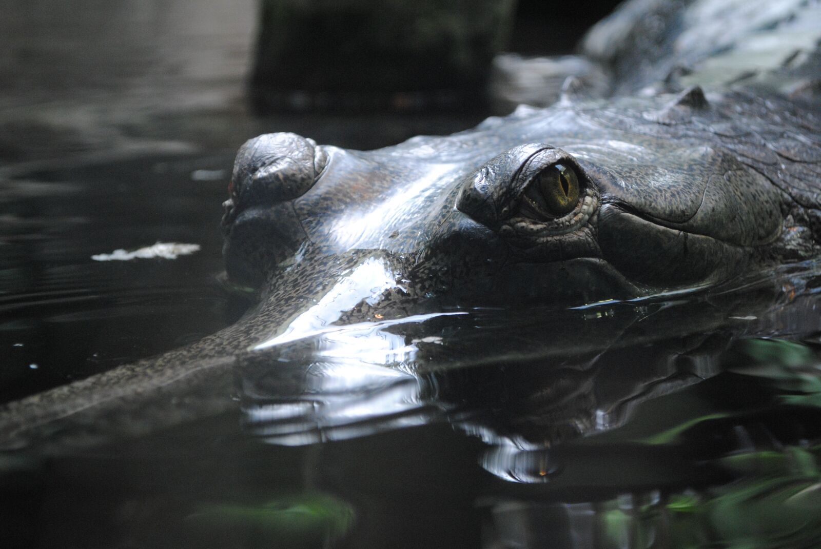 Nikon D3000 sample photo. Crocodile, dangerous, eye photography