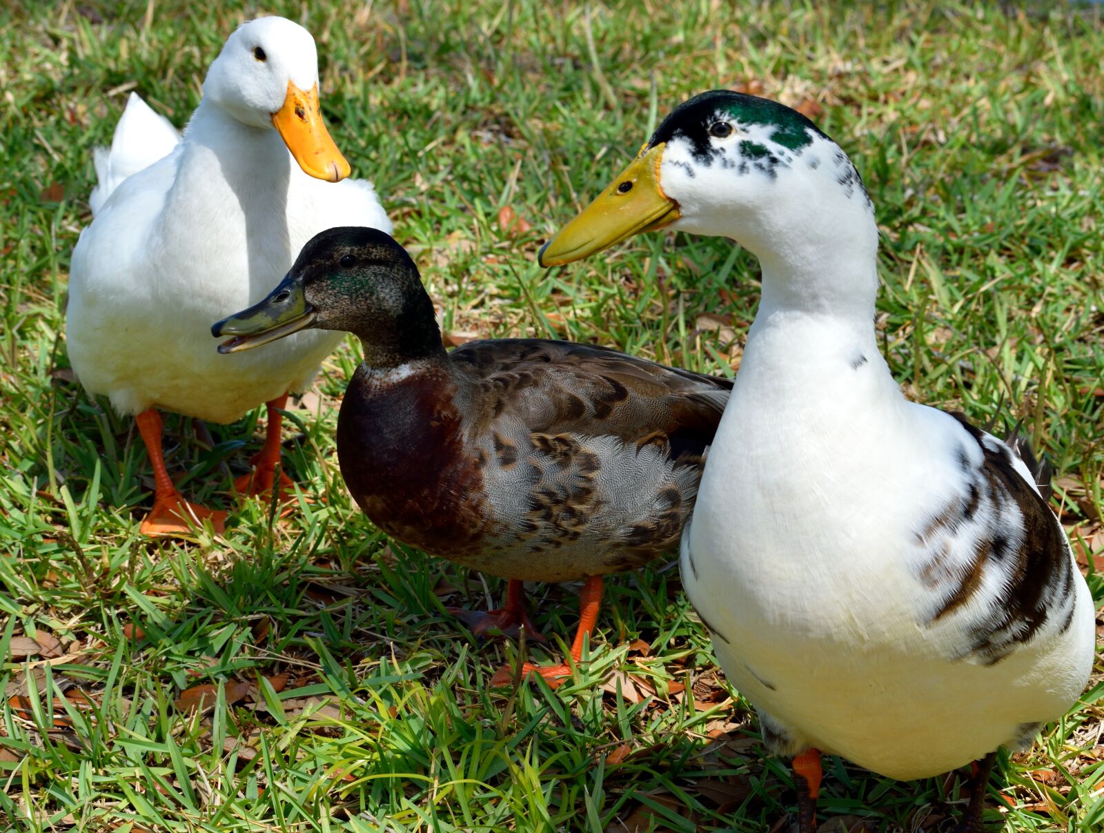 Nikon D3300 sample photo. Duck, bird, animal photography