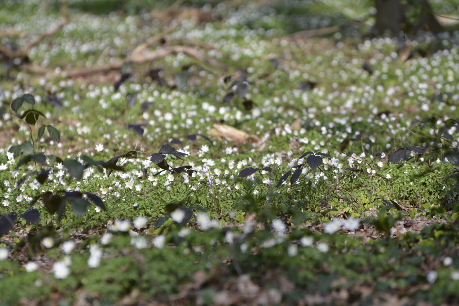 Nikon D7100 sample photo. Nature, plant, wood anemone photography
