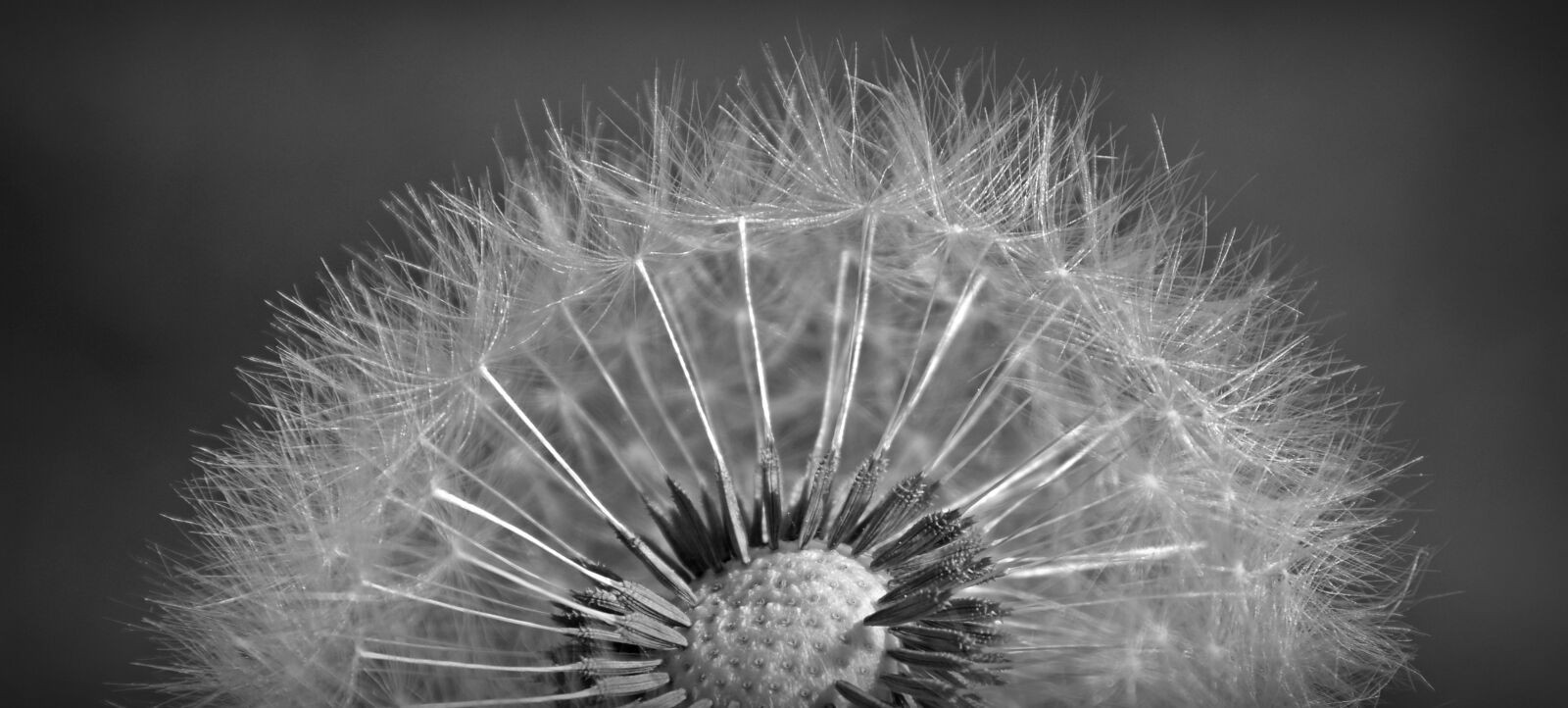 Nikon D5200 sample photo. Dandelion, close up, macro photography