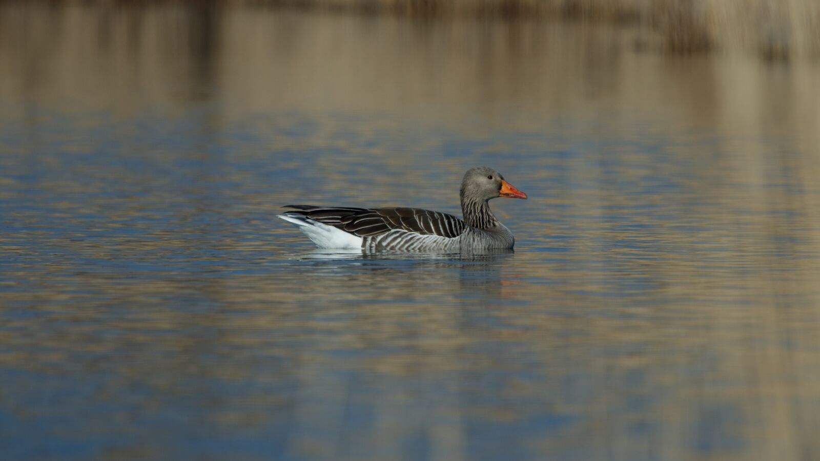 150-600mm F5-6.3 DG OS HSM | Contemporary 015 sample photo. Schwimmvogel, goose, bird photography