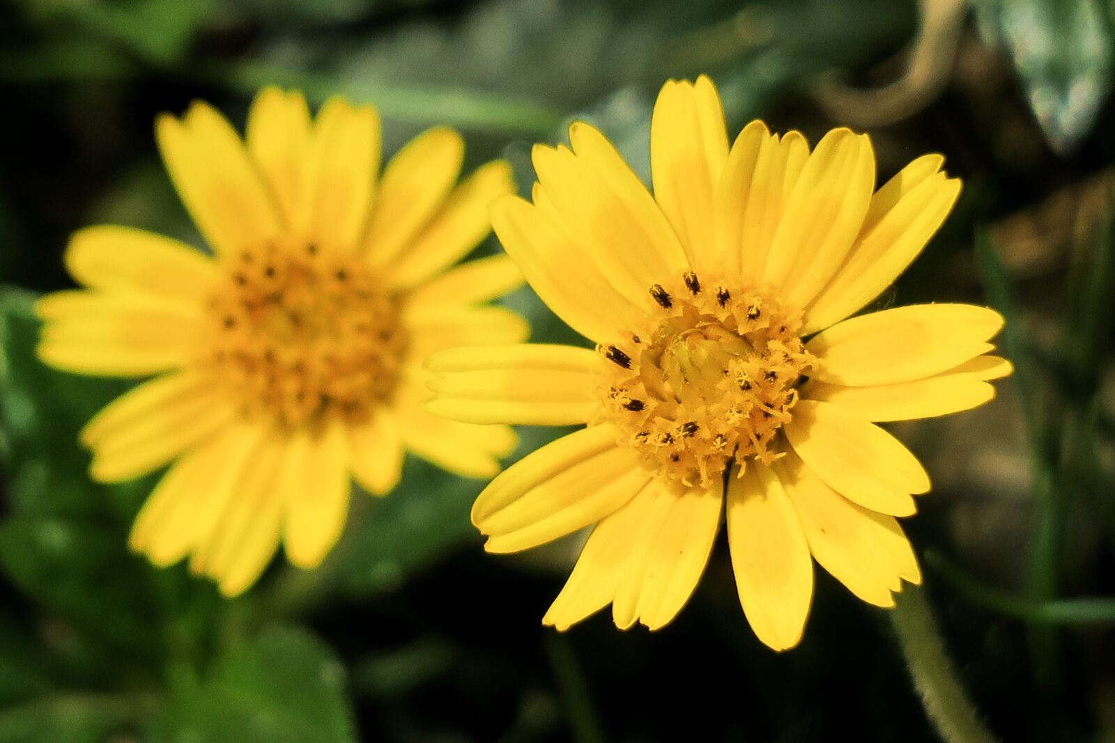 Canon PowerShot G3 X sample photo. Wedelia, nature, flower photography