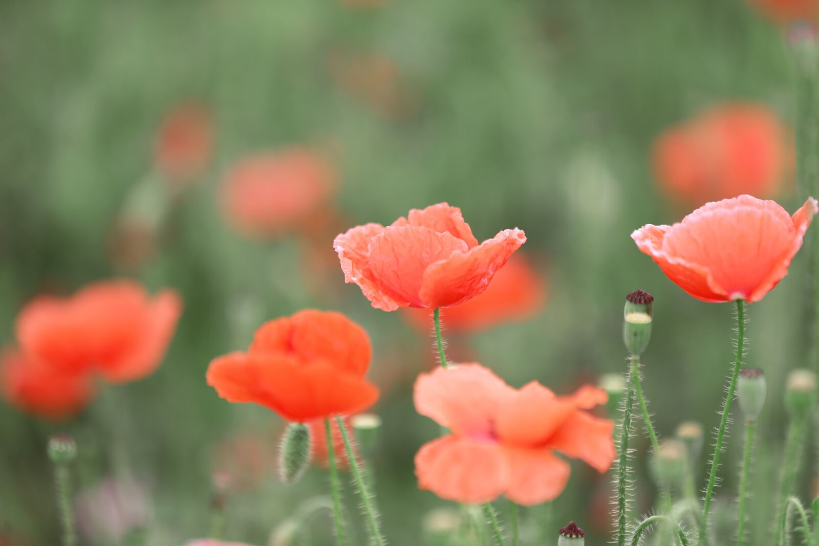 Canon EOS-1D X + Canon EF 70-200mm F2.8L IS II USM sample photo. Flowers poppy, pool, summer photography