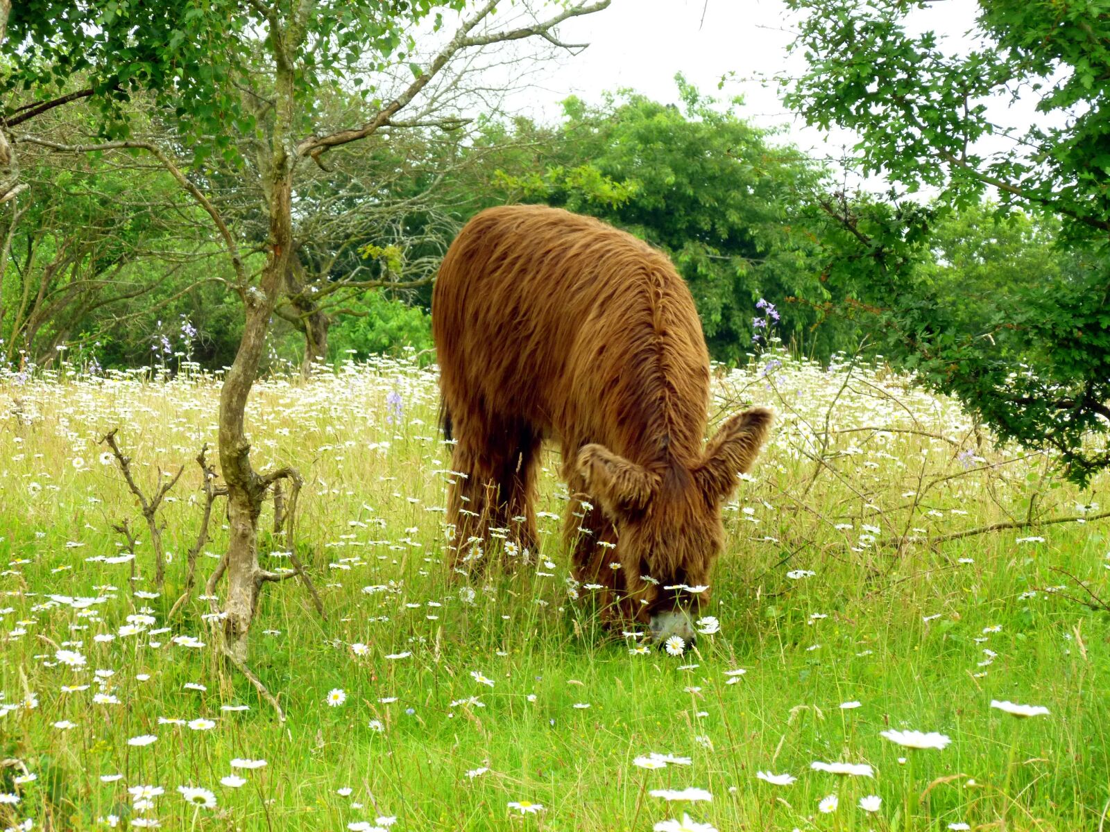Panasonic DMC-FS37 sample photo. Donkey, long haired, old photography
