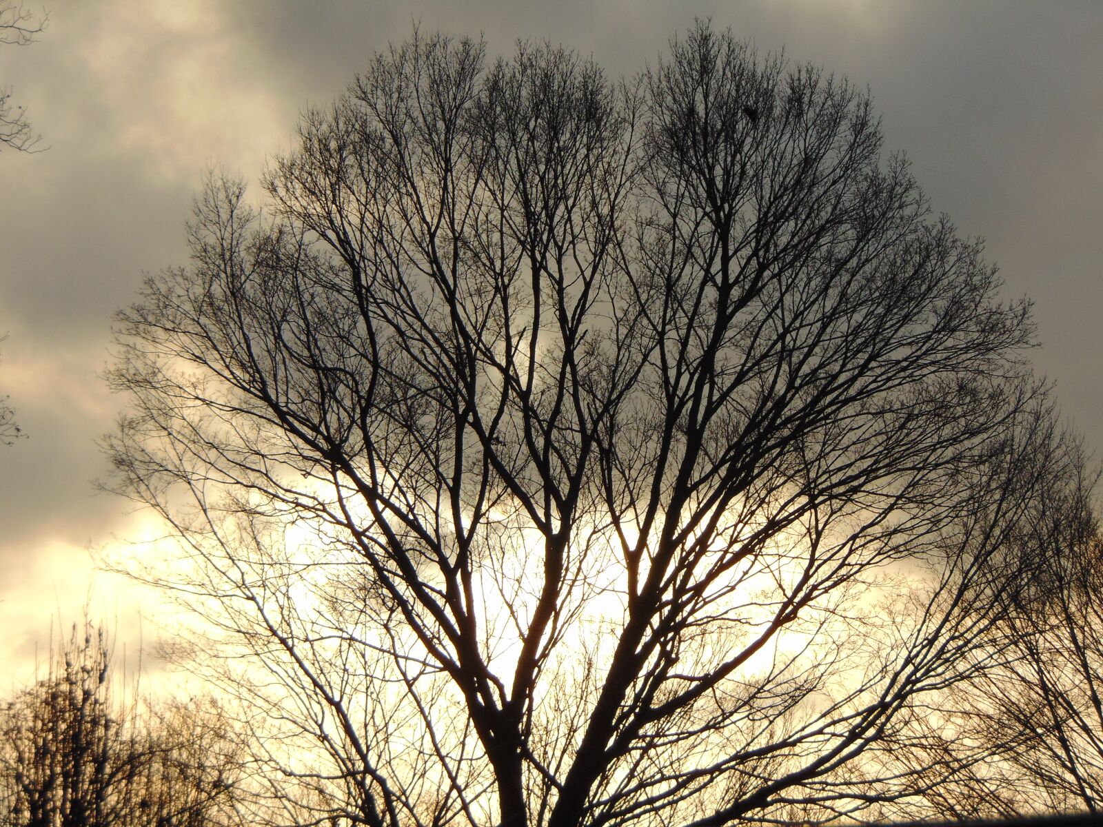 Sony Cyber-shot DSC-H300 sample photo. Tree, winter, sunset photography