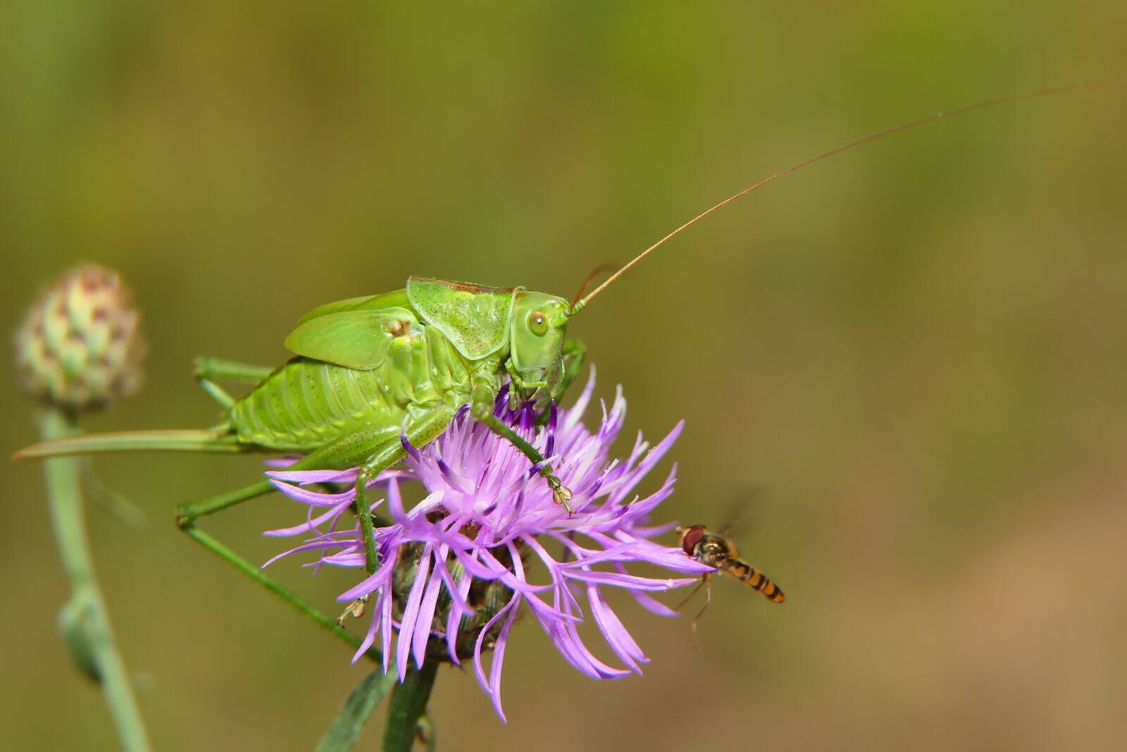 Panasonic Lumix DMC-FZ2500 (Lumix DMC-FZ2000) sample photo. Grasshopper green, female, prostoskrzyd photography