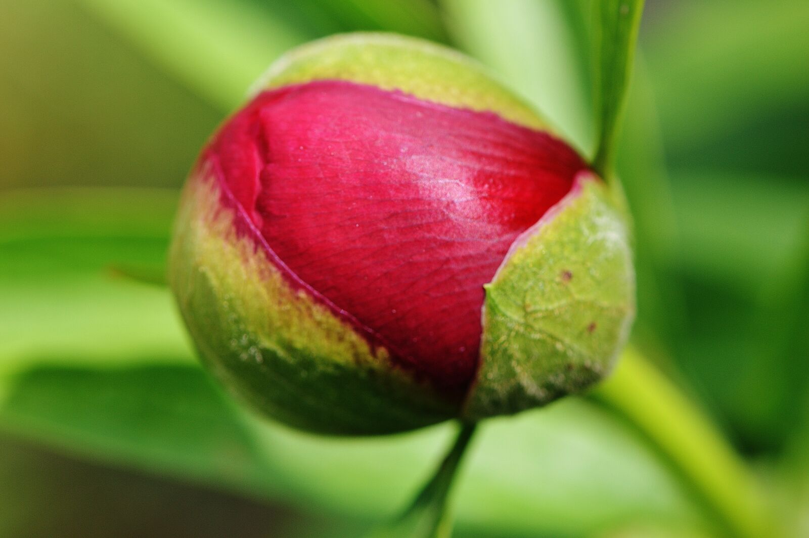 Nikon D3200 sample photo. Peony, bud, flower photography
