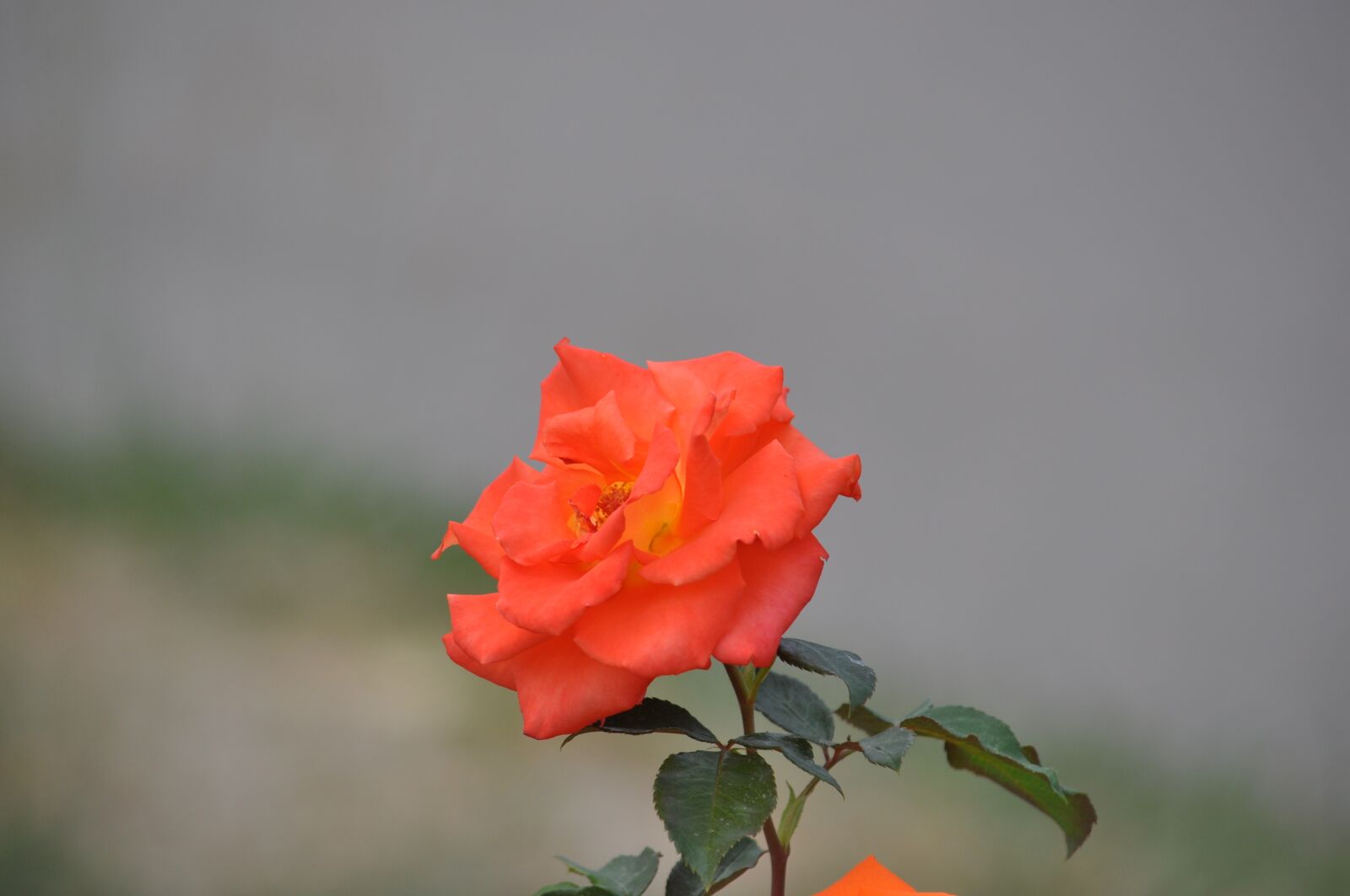 Nikon D5000 sample photo. Garden, rose, flower photography