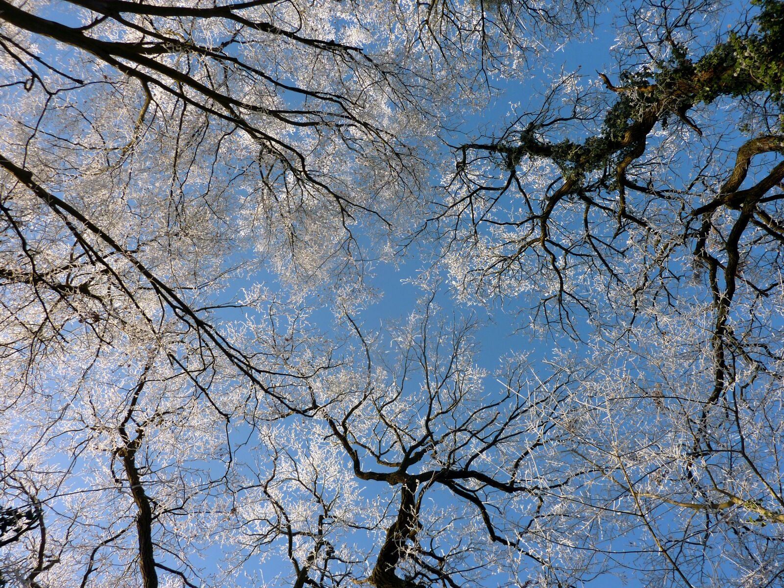 Panasonic DMC-TZ7 sample photo. Trees, summits, sky photography
