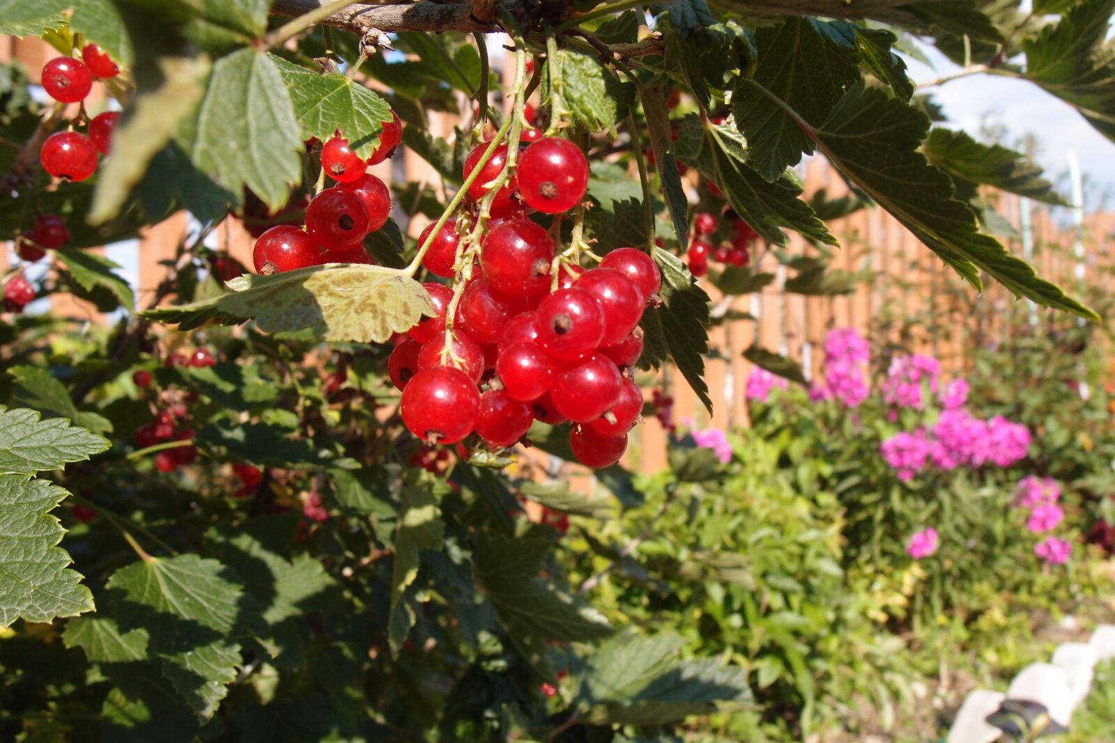 Olympus XZ-1 sample photo. Currant, berry, summer photography