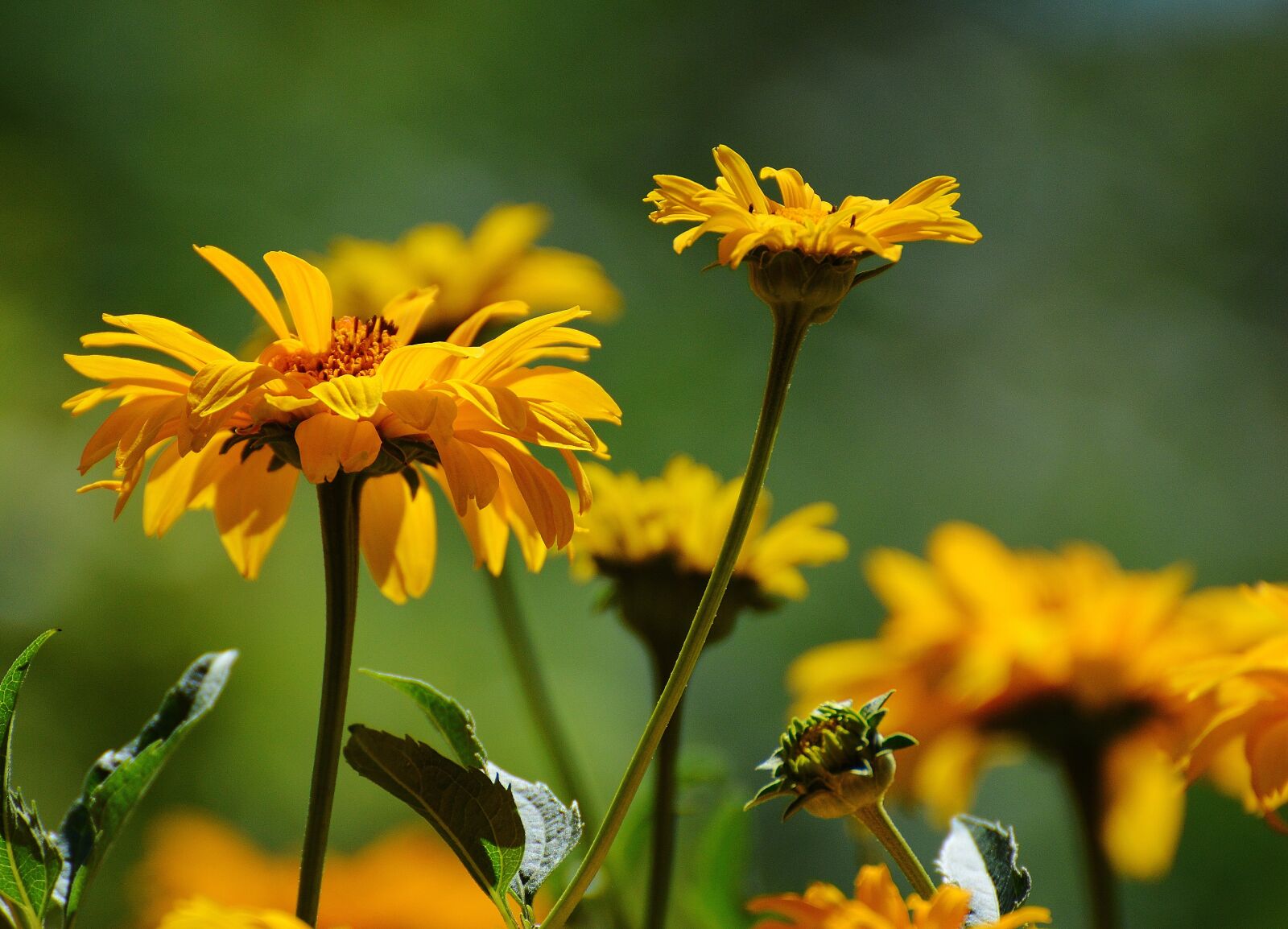 Nikon D3200 sample photo. Flowers, yellow, blossom photography