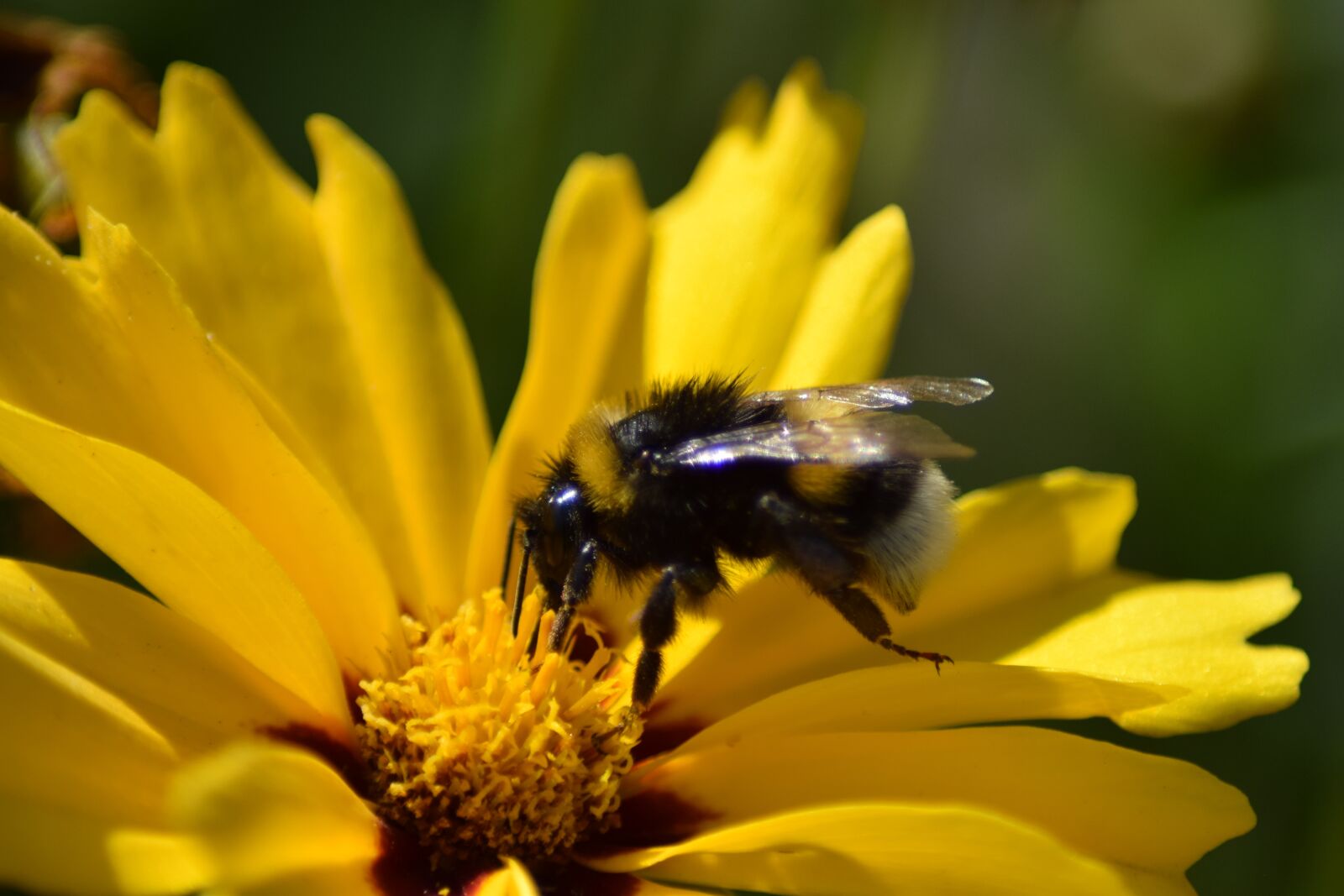 Nikon D5300 sample photo. Hummel, fictional, bombus terrestris photography