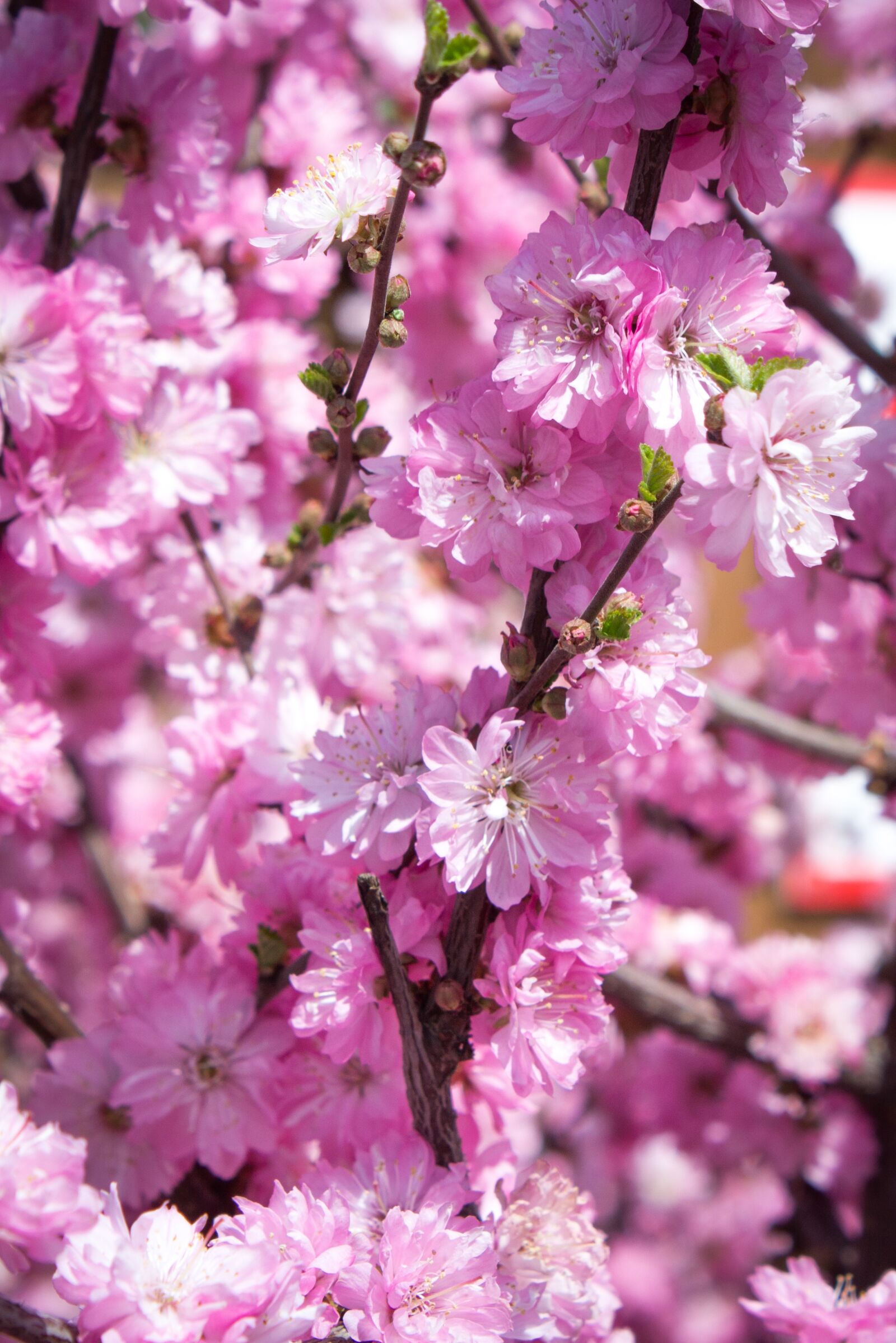 Canon EOS 1200D (EOS Rebel T5 / EOS Kiss X70 / EOS Hi) sample photo. Sakura, bloom, pink flowers photography