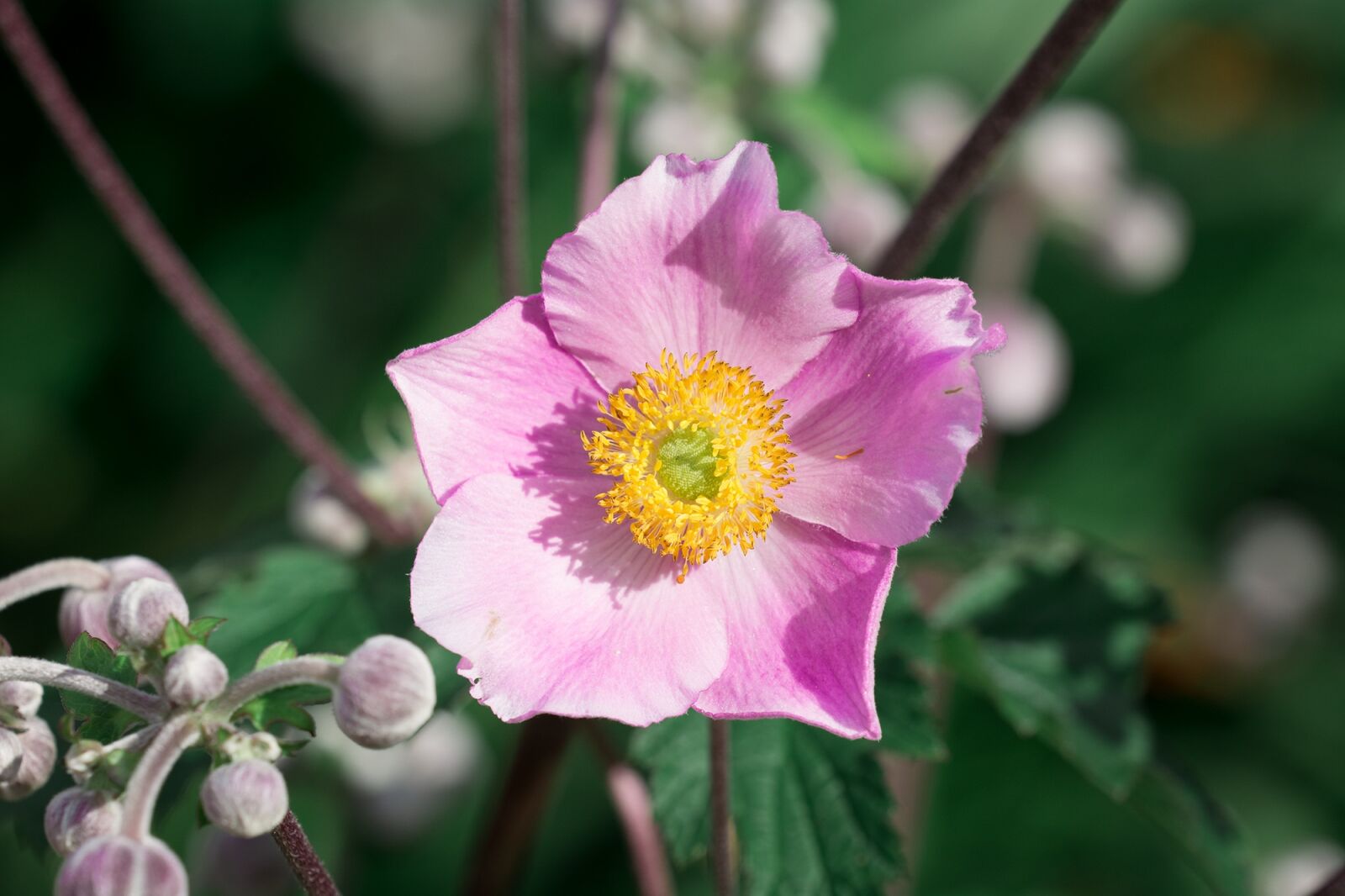 Nikon D7100 sample photo. Anemone, pink, fall anemone photography