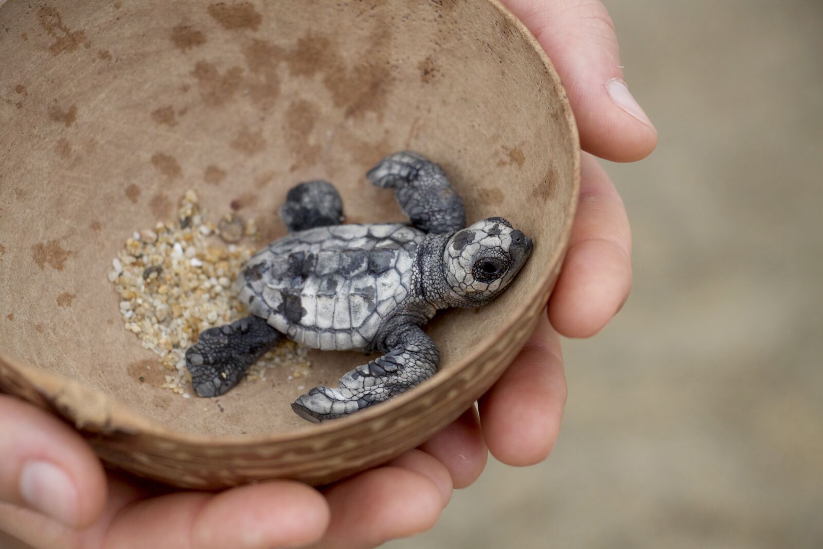 Canon EOS 500D (EOS Rebel T1i / EOS Kiss X3) sample photo. Animals, turtle, rescue photography