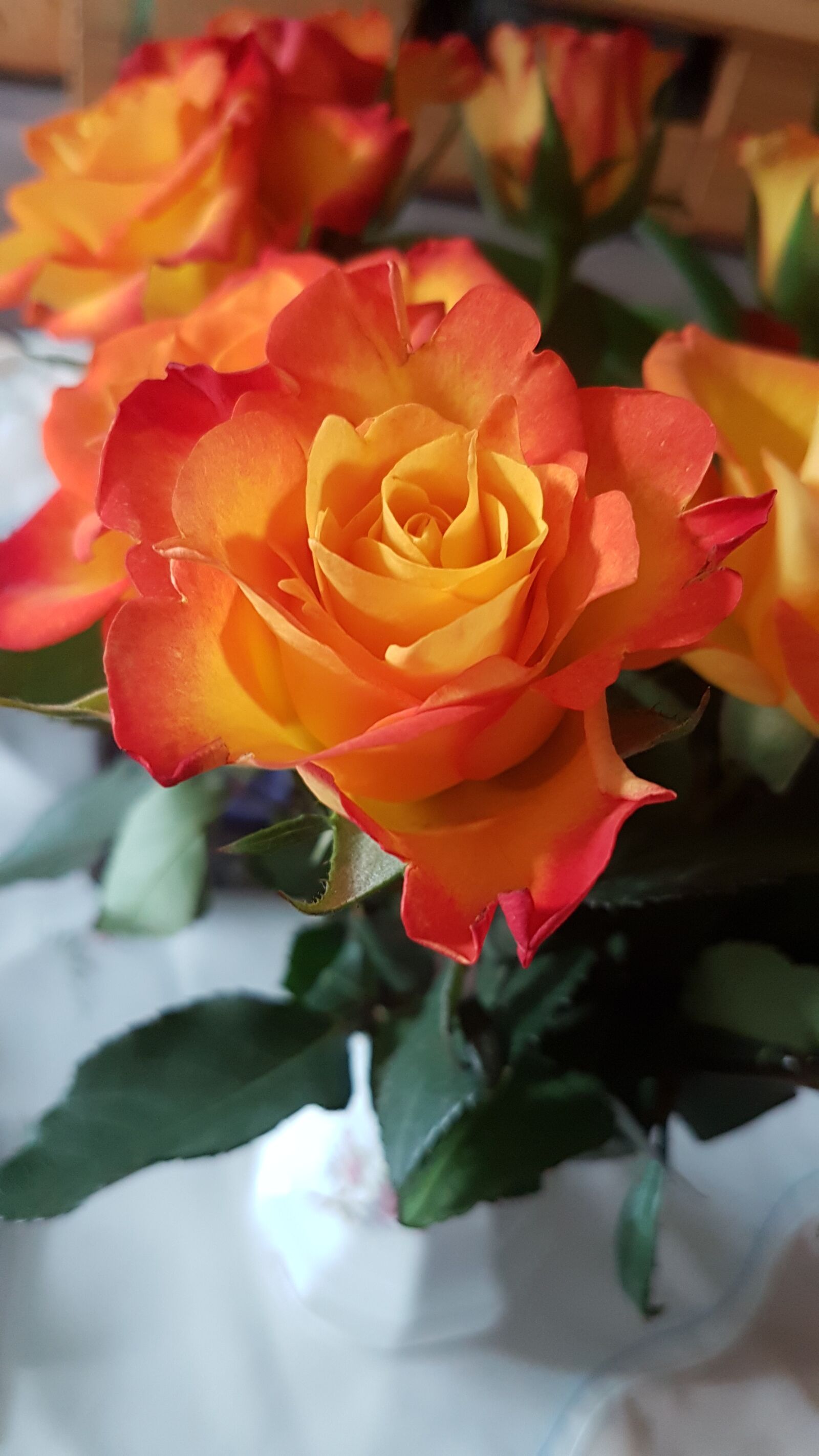 Samsung Galaxy S7 Edge sample photo. Rose, orange, flower photography