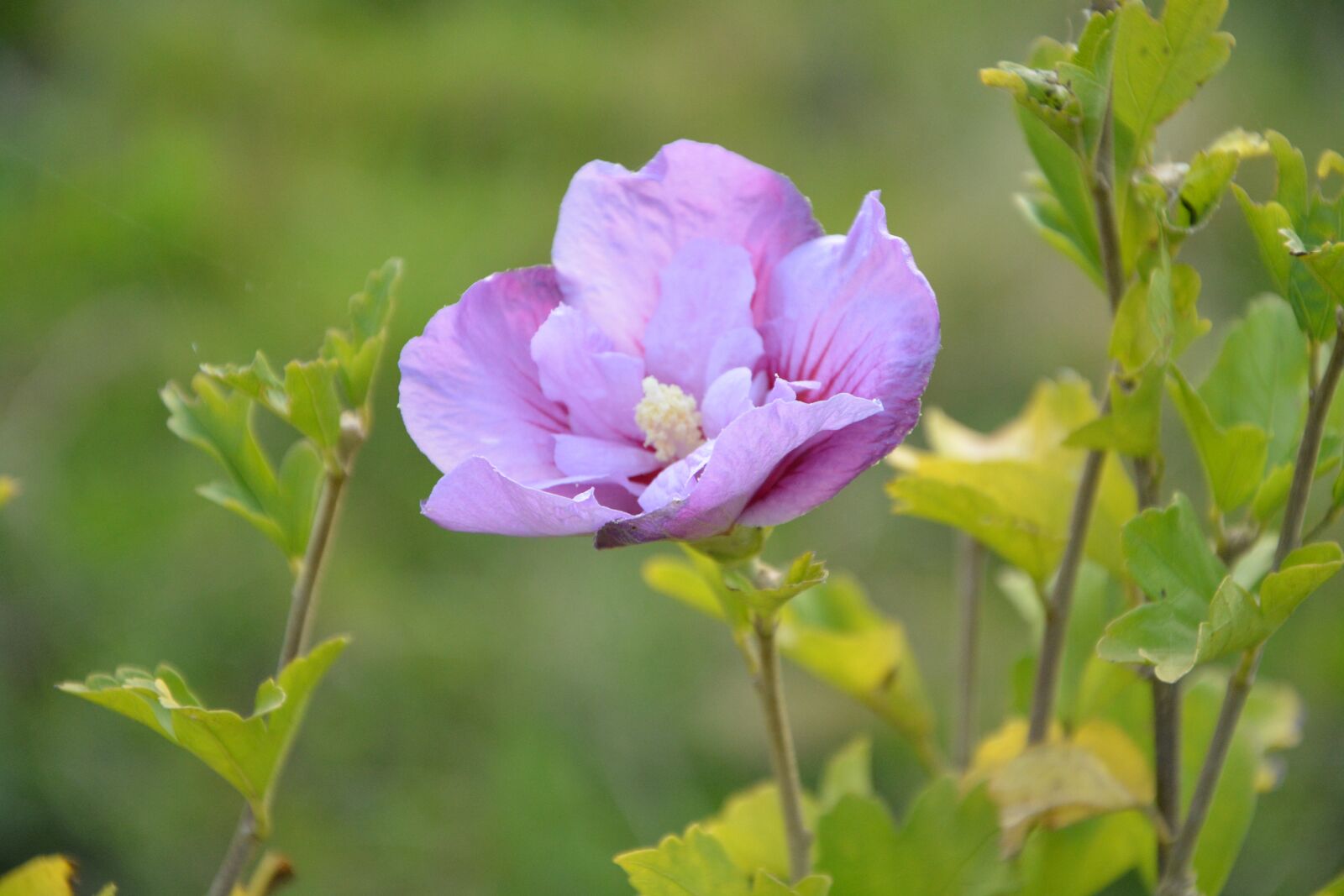Nikon D5200 sample photo. Flower, flowers, hibiscus photography