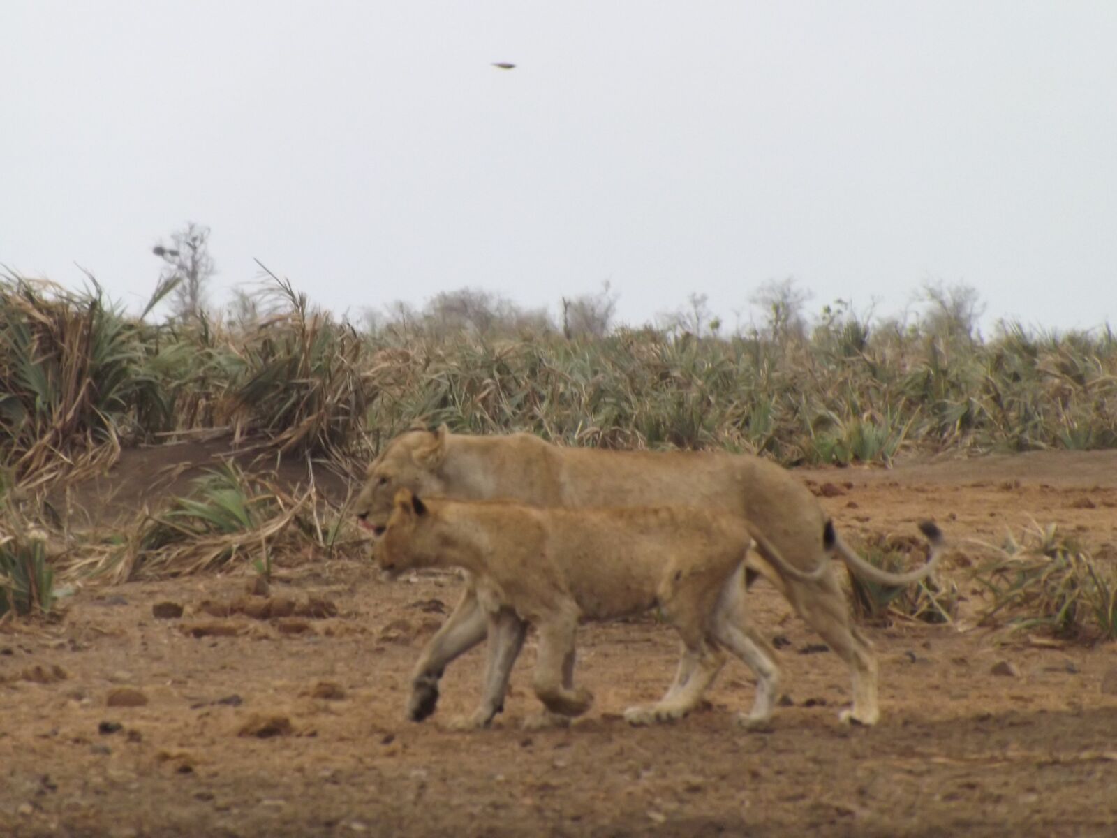 Fujifilm FinePix S4300 sample photo. Lion, africa, dangerous photography