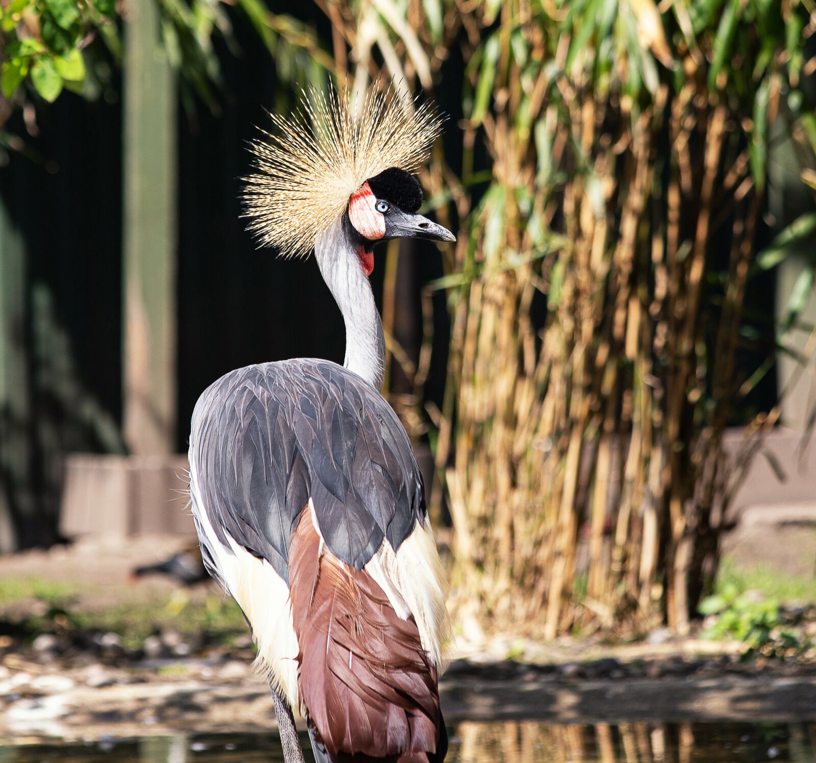 Canon EF 70-300mm F4-5.6 IS USM sample photo. Grey crowned crane, bird photography