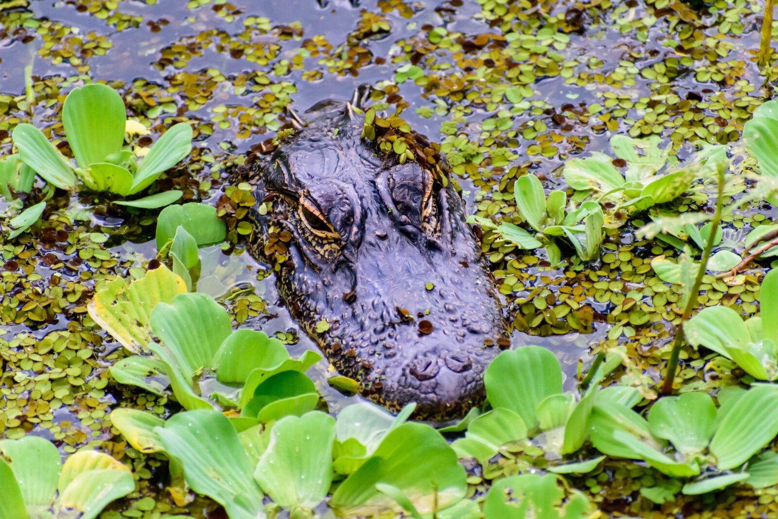 Nikon D3500 sample photo. Alligator, crocodile, reptile photography
