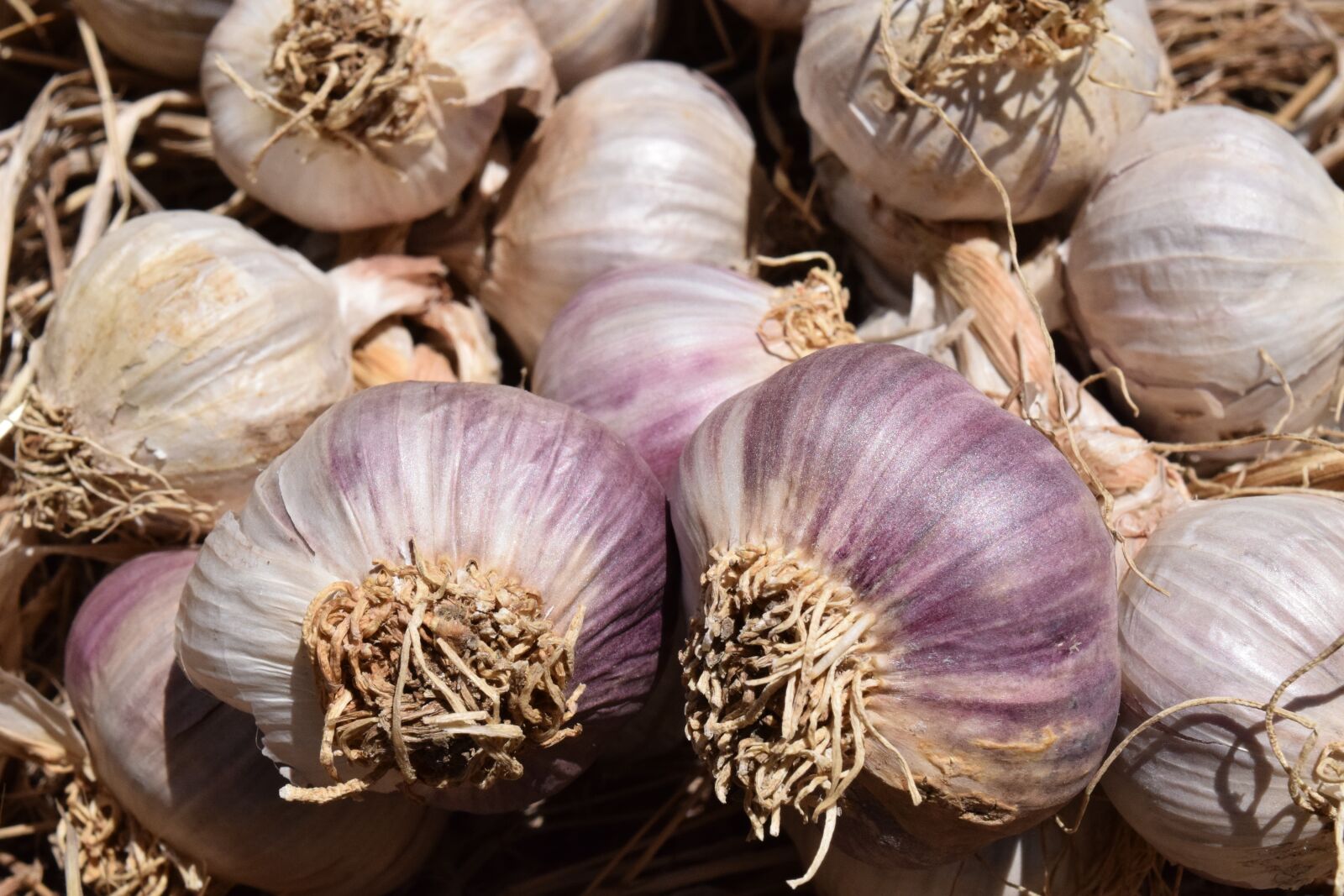 Nikon D3300 sample photo. Garlic, heads of garlic photography