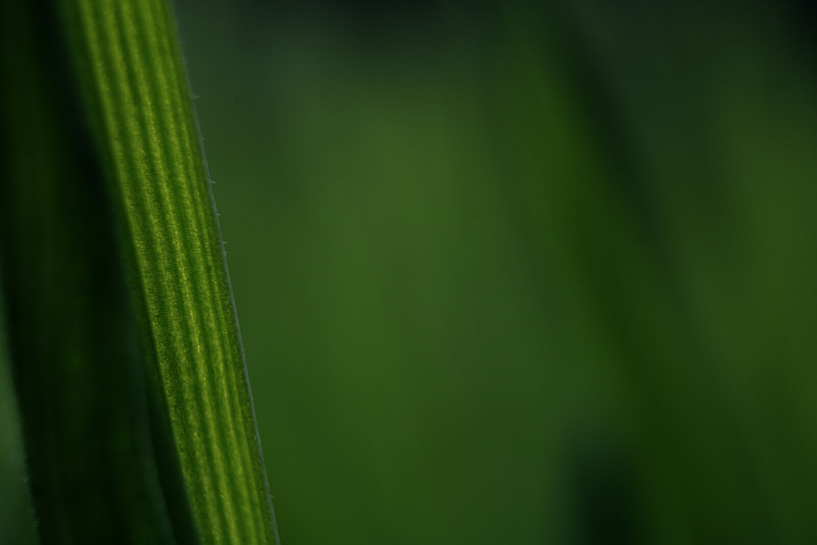 Canon EOS 750D (EOS Rebel T6i / EOS Kiss X8i) sample photo. Dew, grass, water photography