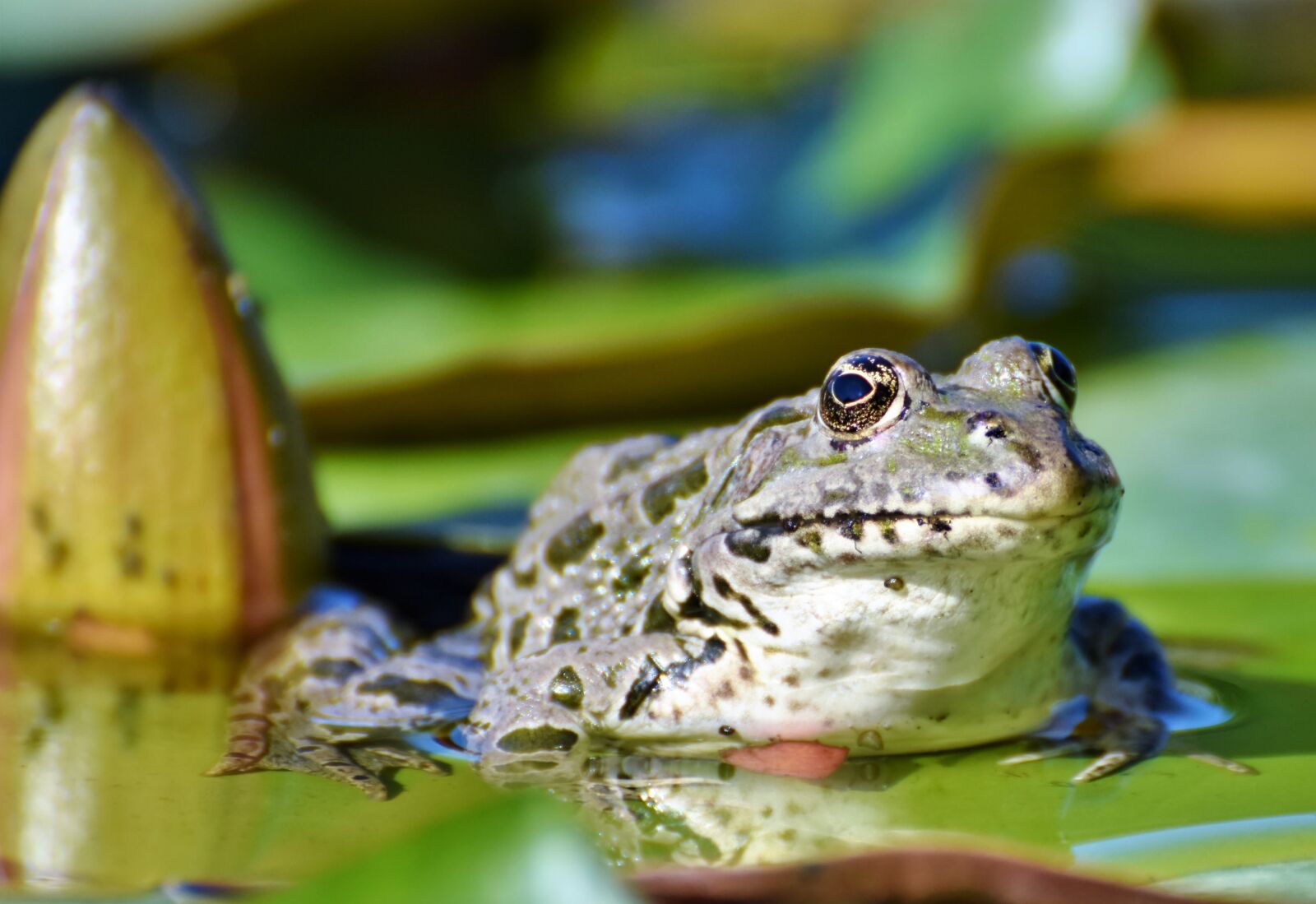 Nikon D7200 sample photo. Frog, toad, amphibians photography