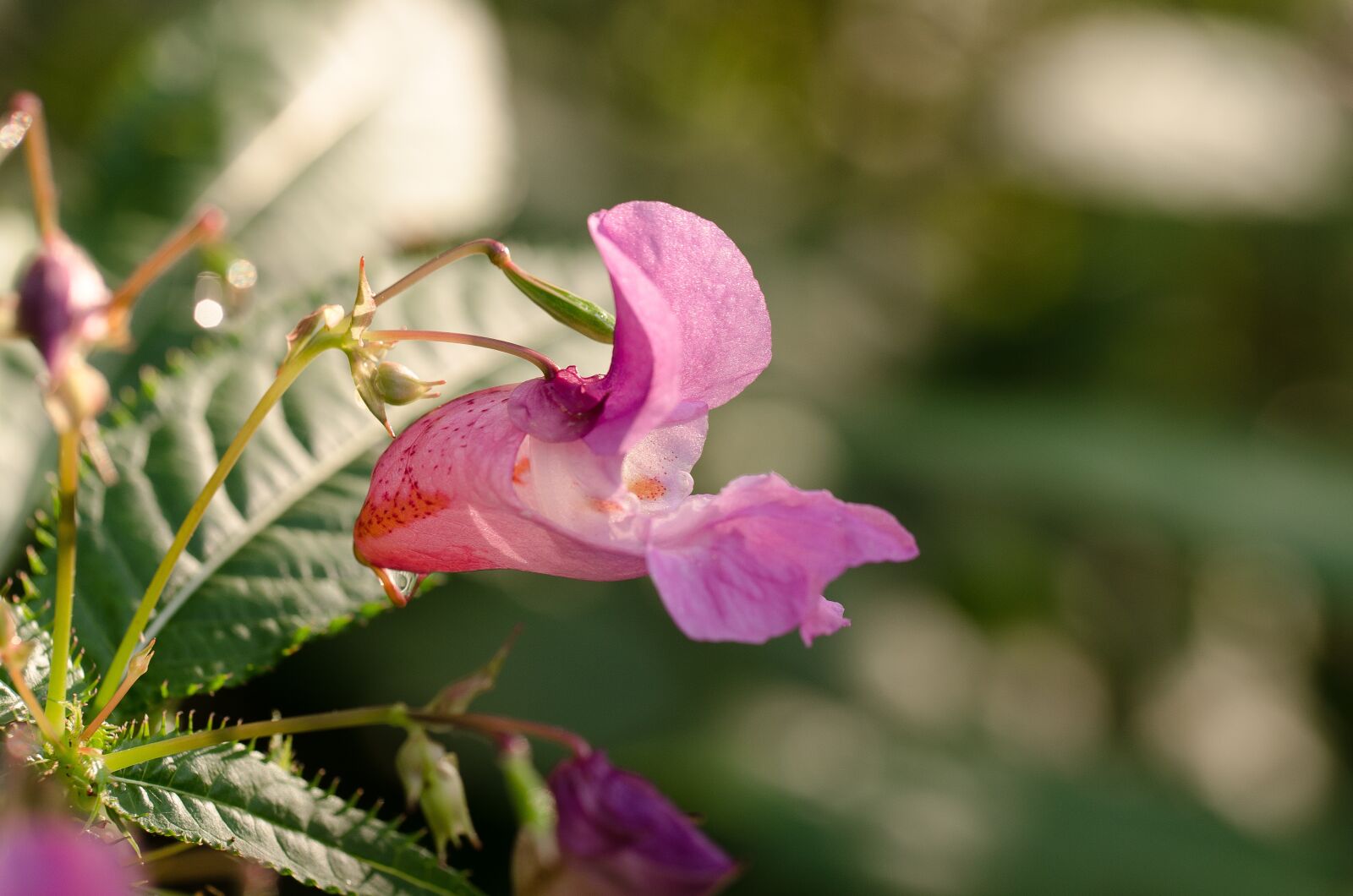 Nikon D7000 sample photo. Flower, violet, nature photography