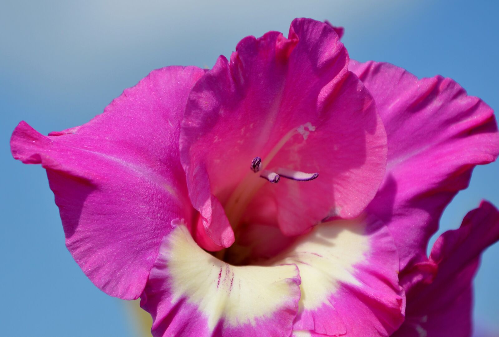 Nikon D3200 sample photo. Gladiolus, gladidus, butterfly greenhouse photography